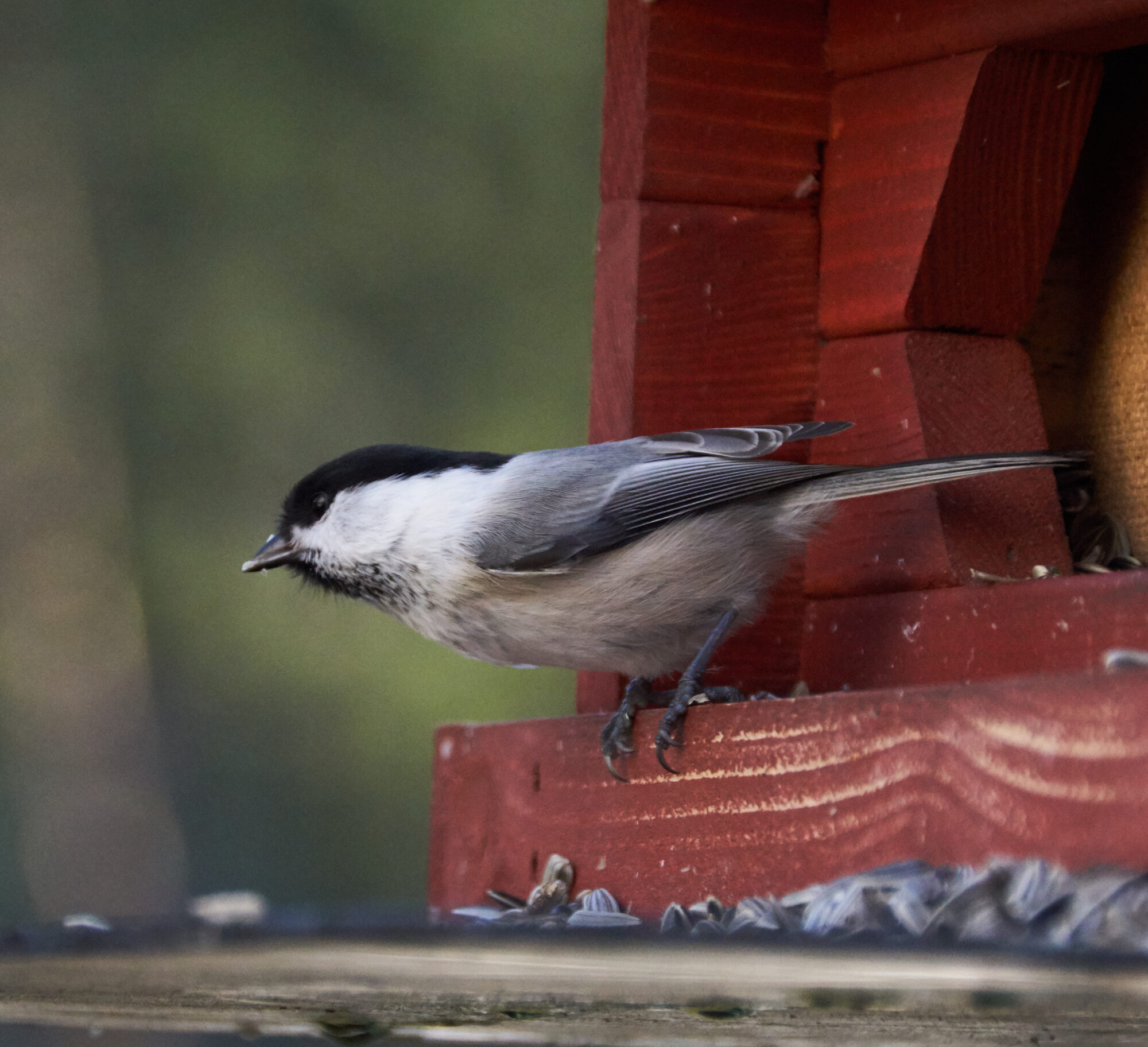 Valokuvaaja: Tarja Kouvo Valokuvaaja: Tarja Kouvo