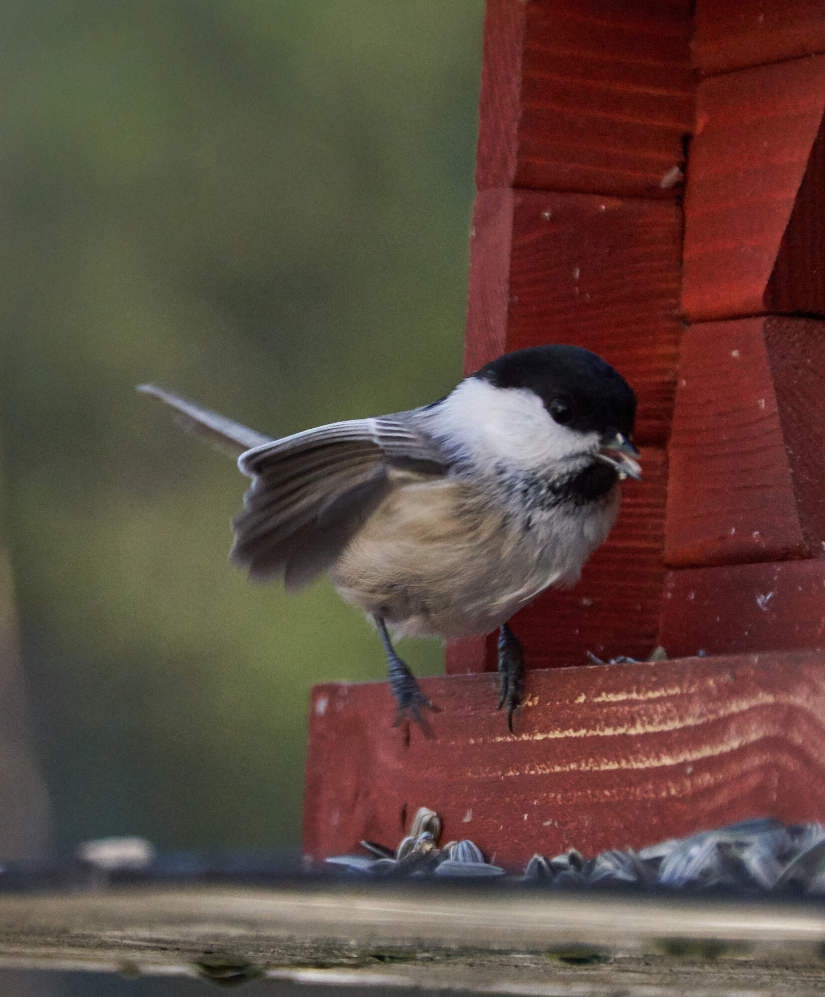 Valokuvaaja: Tarja Kouvo
