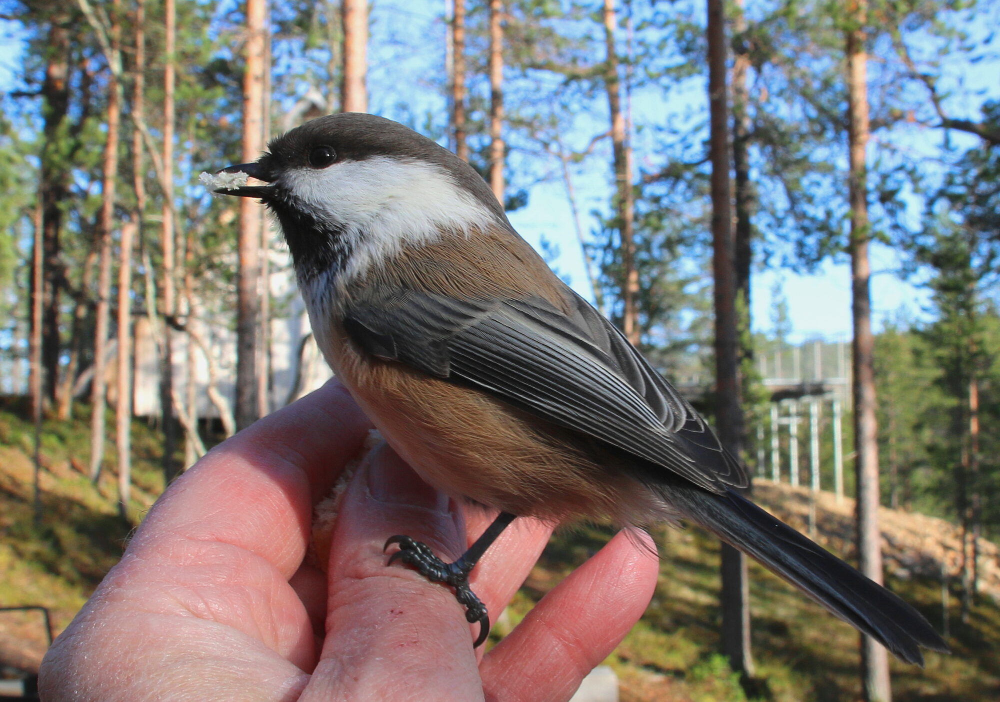 Valokuvaaja: Tuukka Pahtamaa