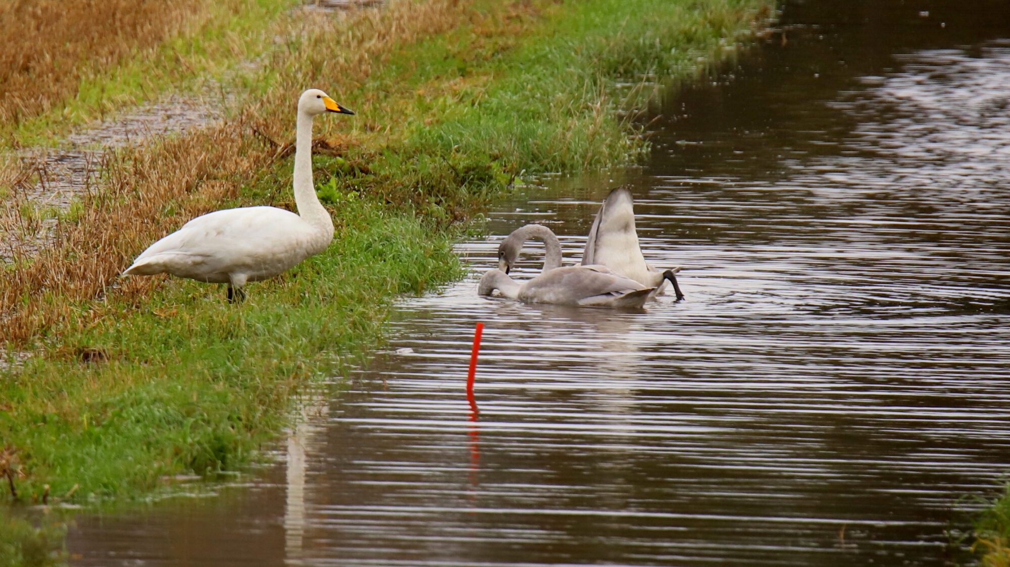Valokuvaaja: sirpa Jyske