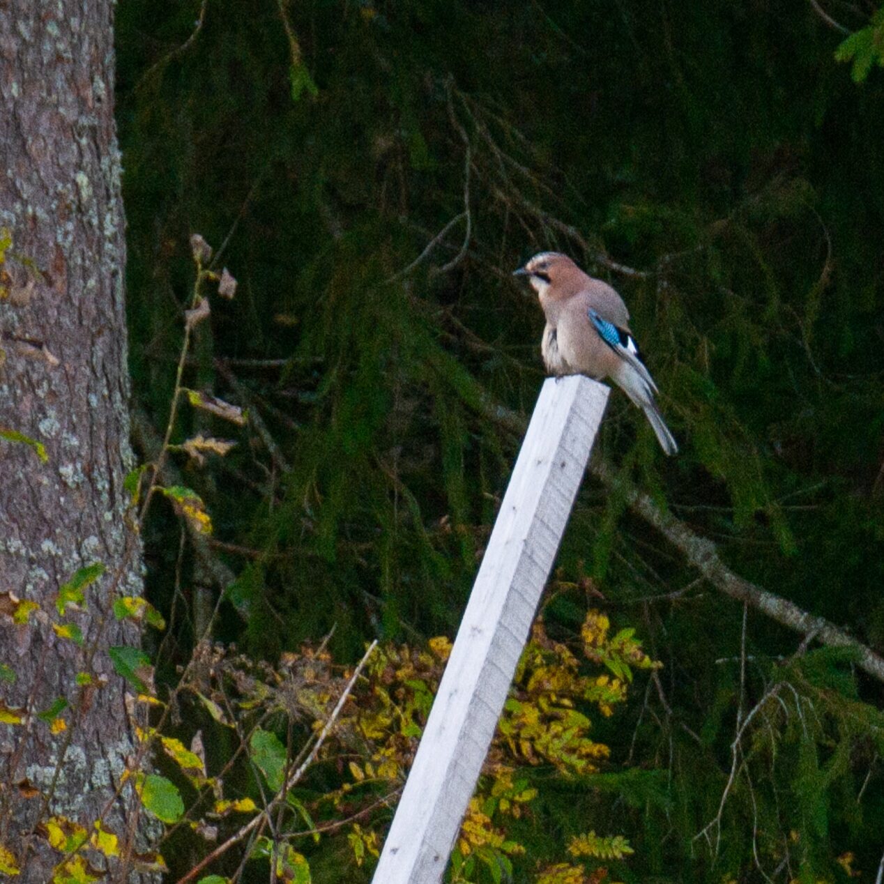 Valokuvaaja: Helena Minkkilä