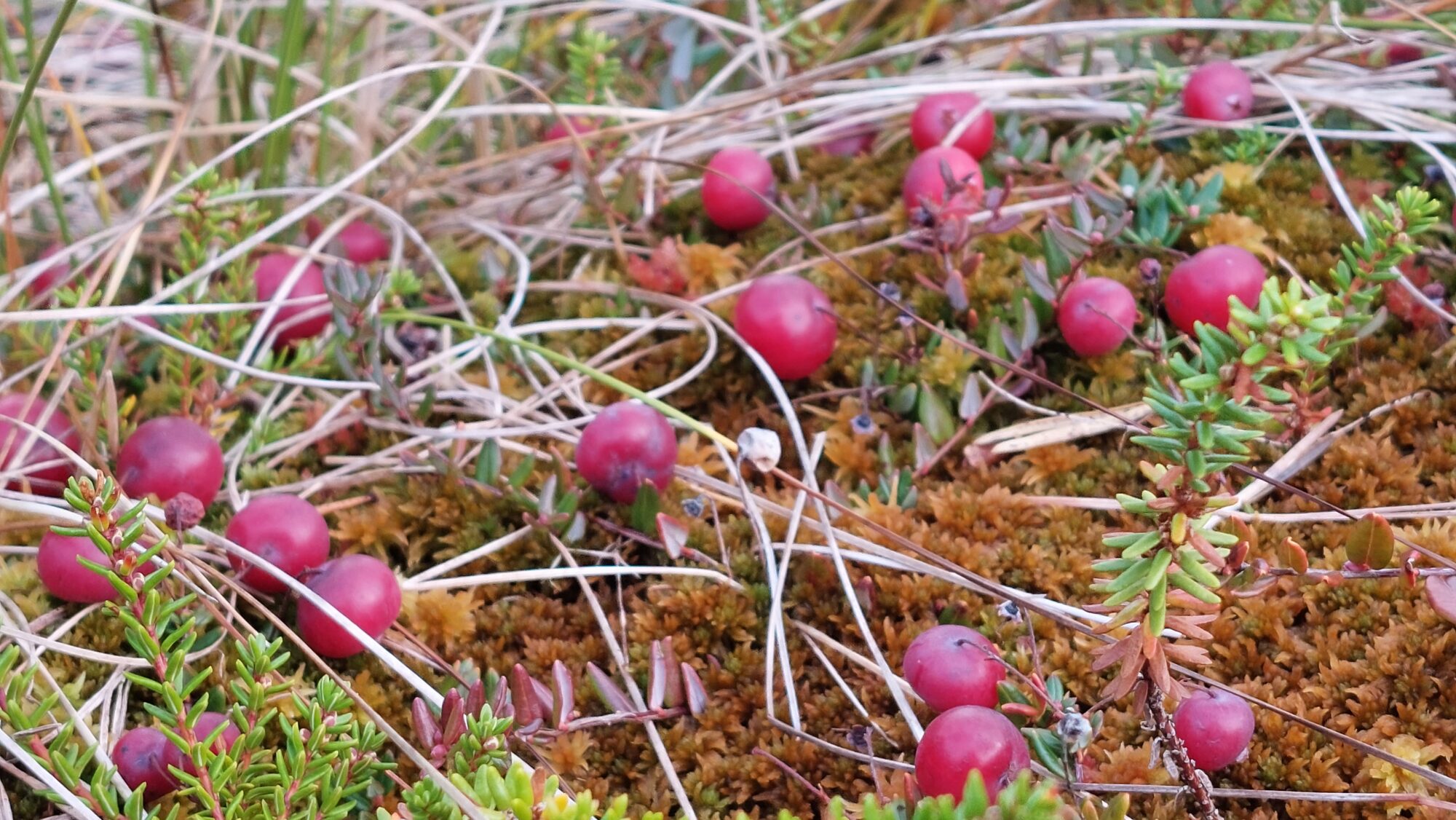 Valokuvaaja: Tarja Naukkarinen