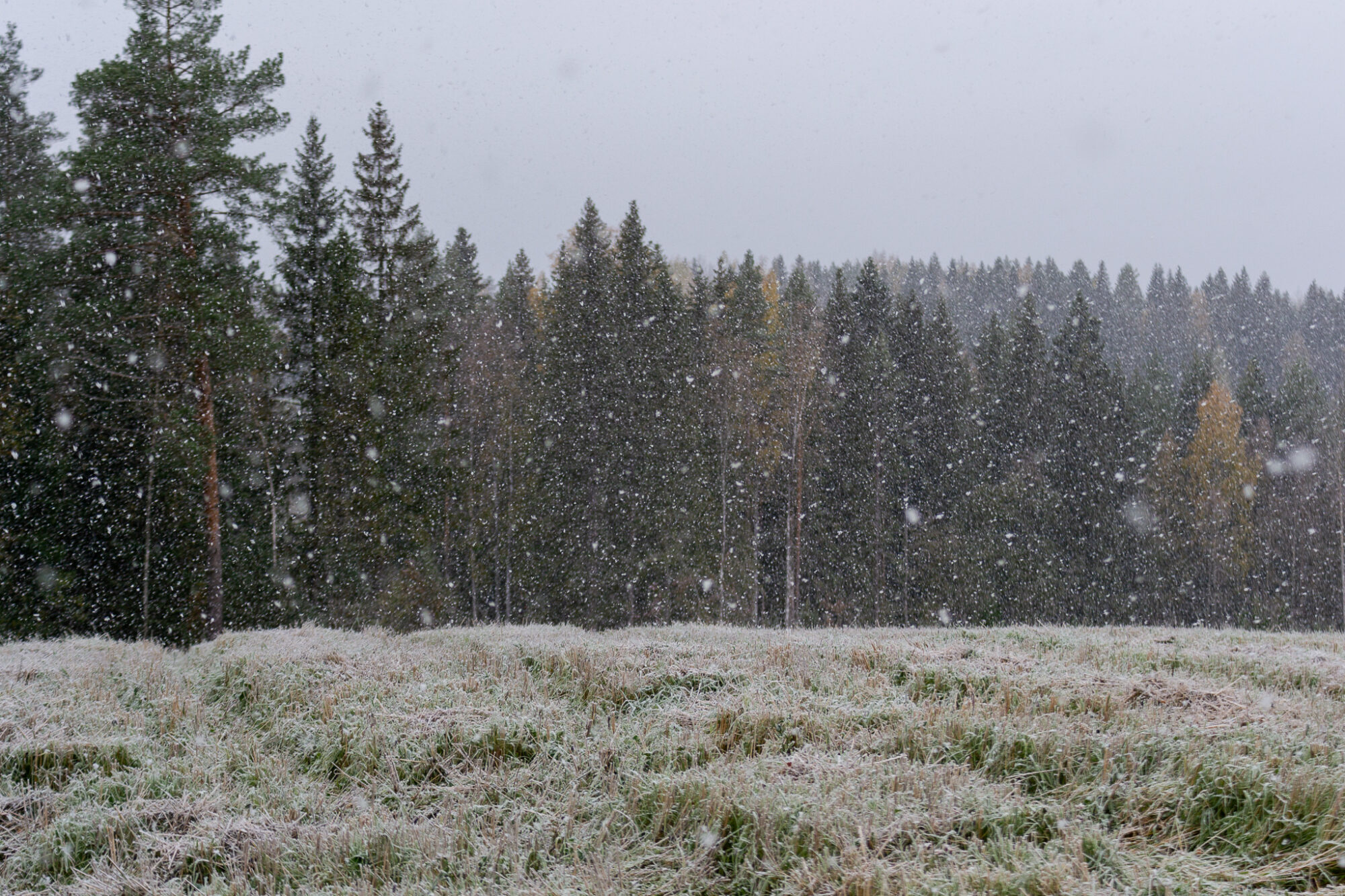 Valokuvaaja: Helena Minkkilä