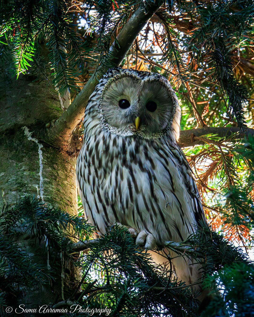 Valokuvaaja: Samu Aaramaa Valokuvaaja: Samu Aaramaa