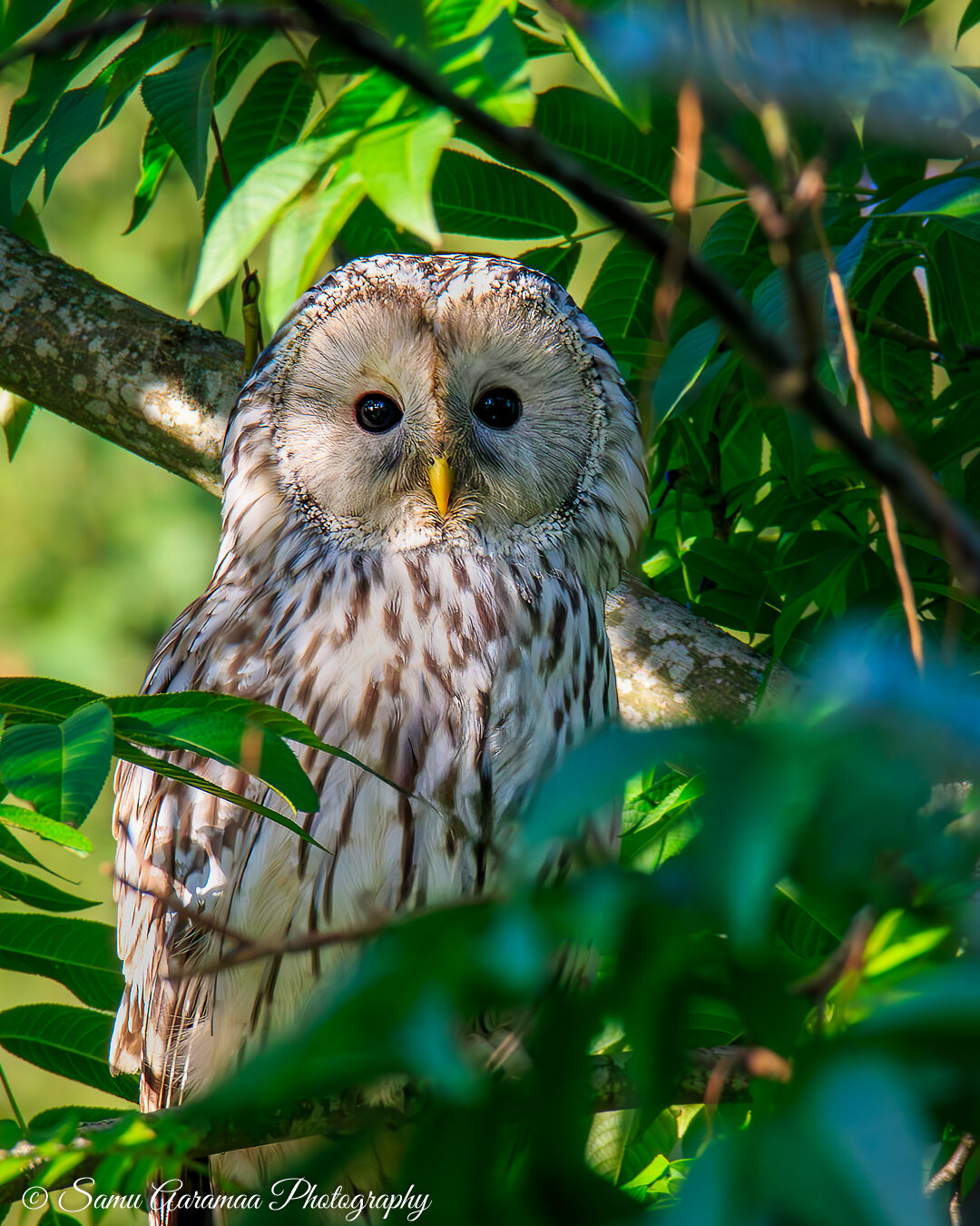 Valokuvaaja: Samu Aaramaa Photography