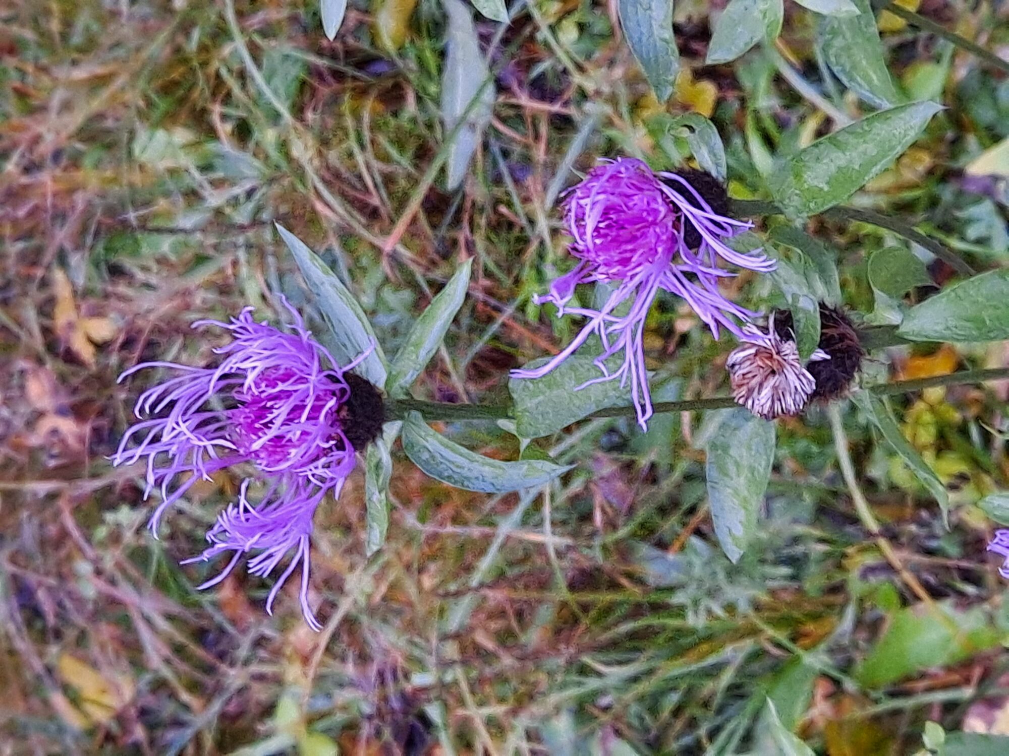 Valokuvaaja: Satu Suuntala Valokuvaaja: Satu Suuntala