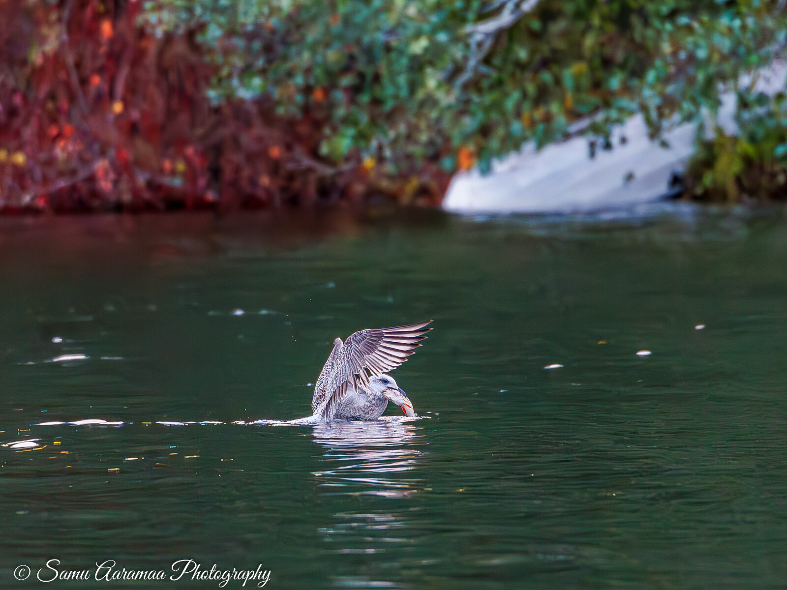 Valokuvaaja: Samu Aaramaa