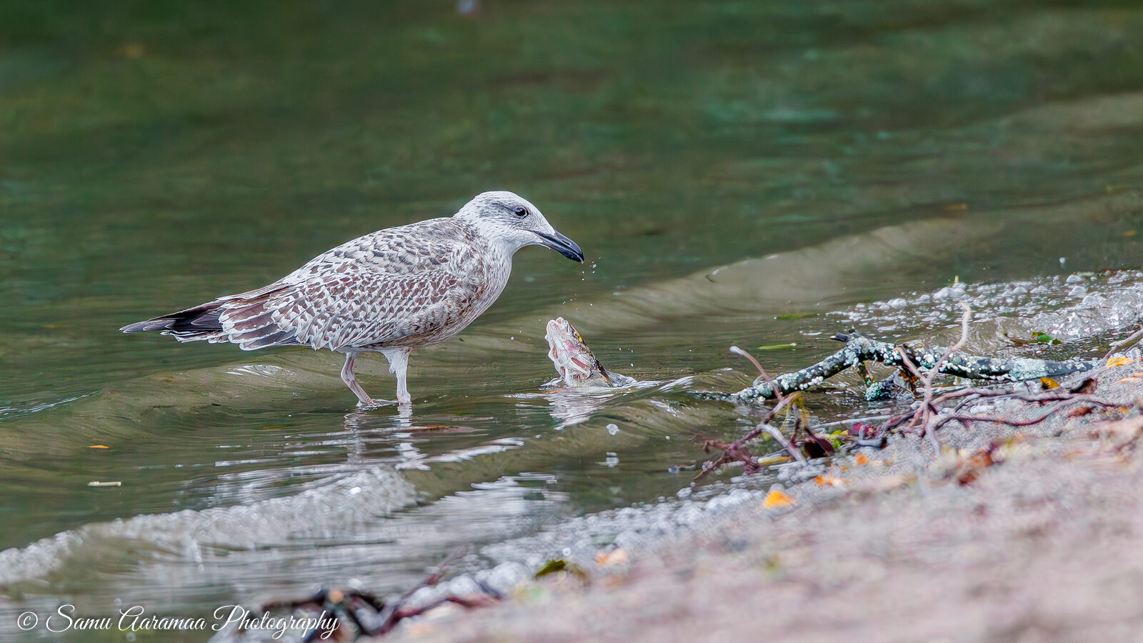 Valokuvaaja: Samu Aaramaa
