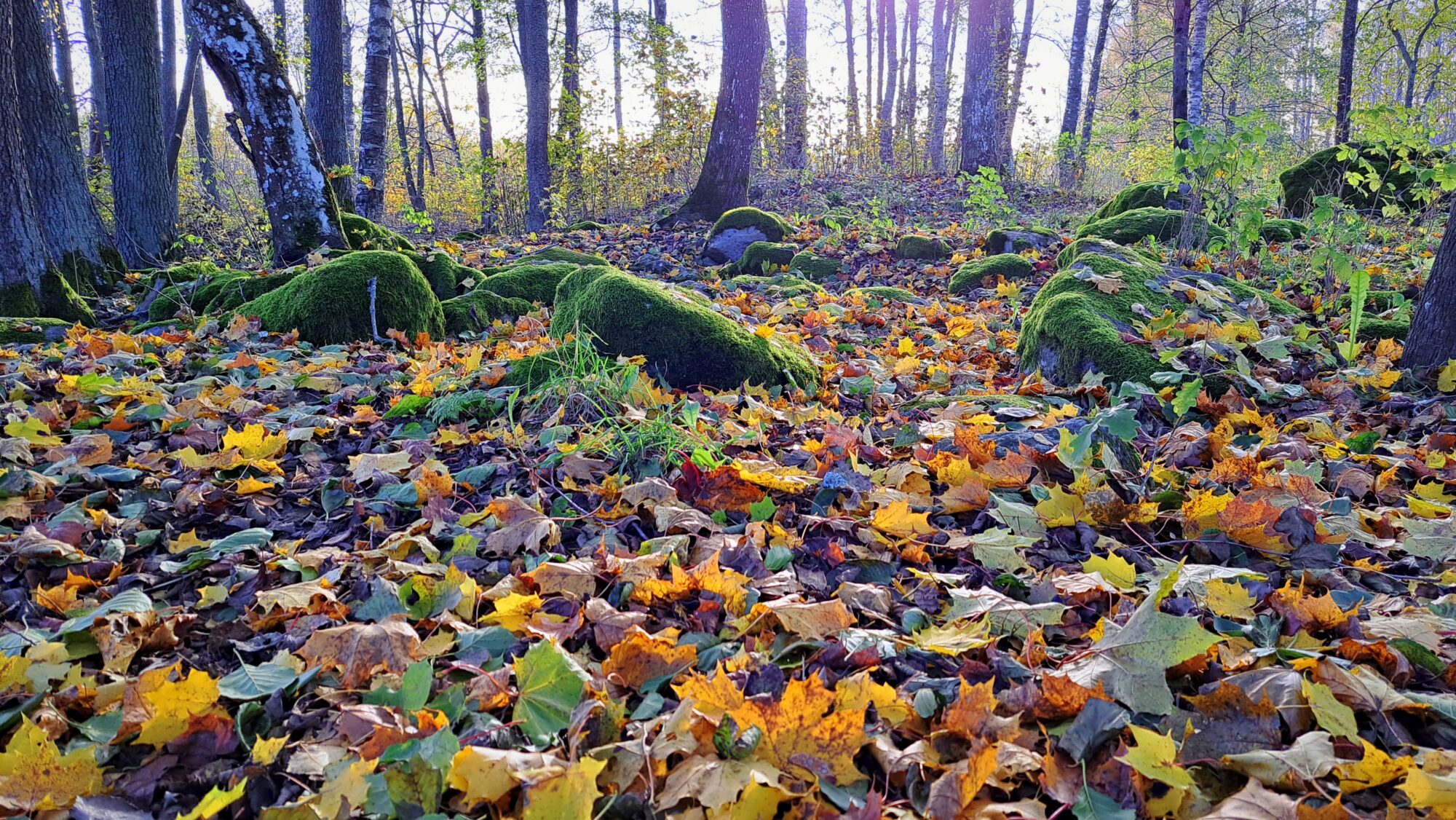Valokuvaaja: Irja Lehtinen
