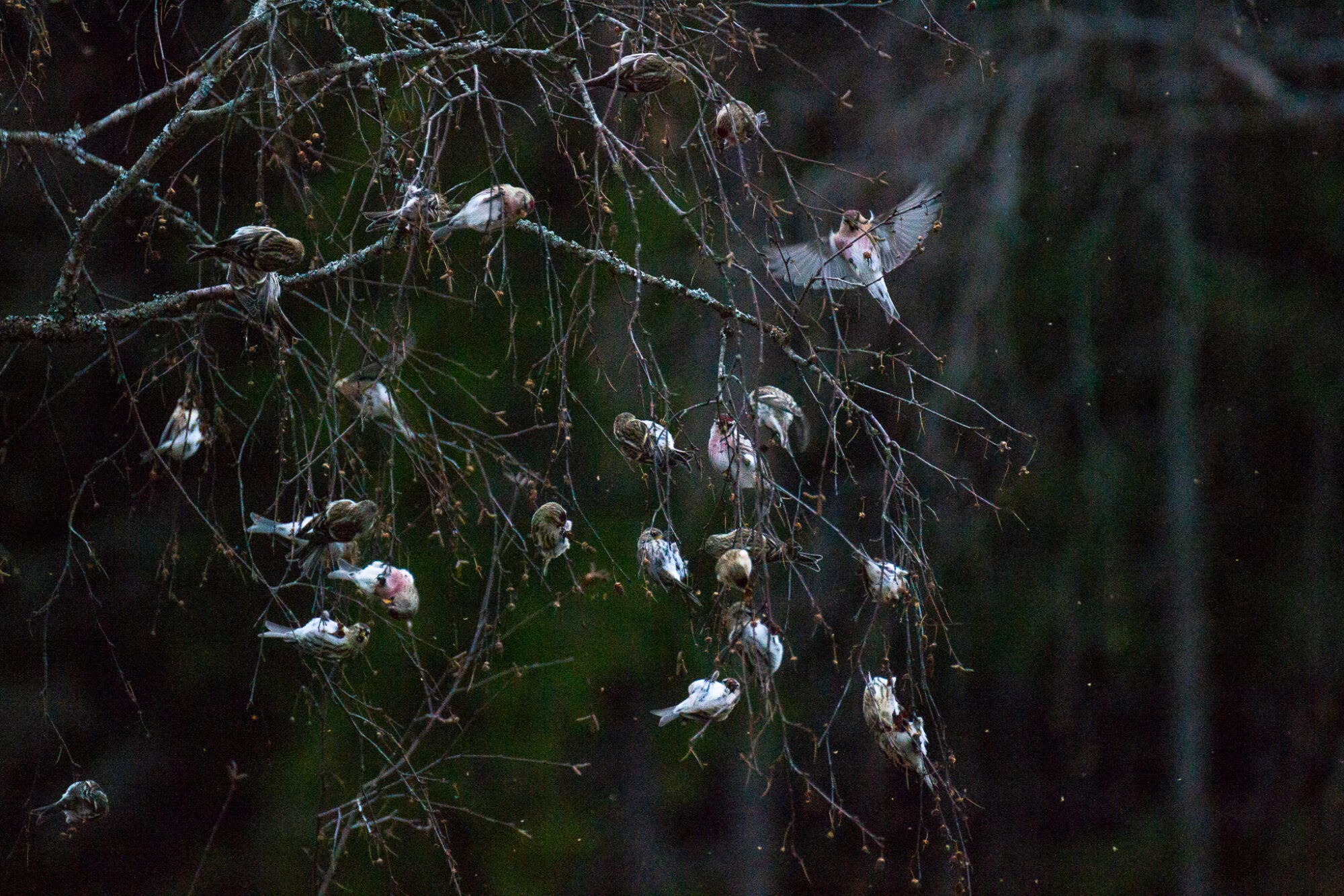 Valokuvaaja: Helena Minkkilä