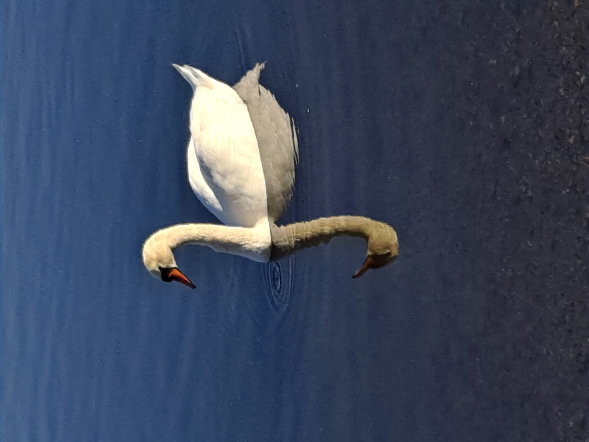 Valokuvaaja: Satu Suuntala Valokuvaaja: Satu Suuntala