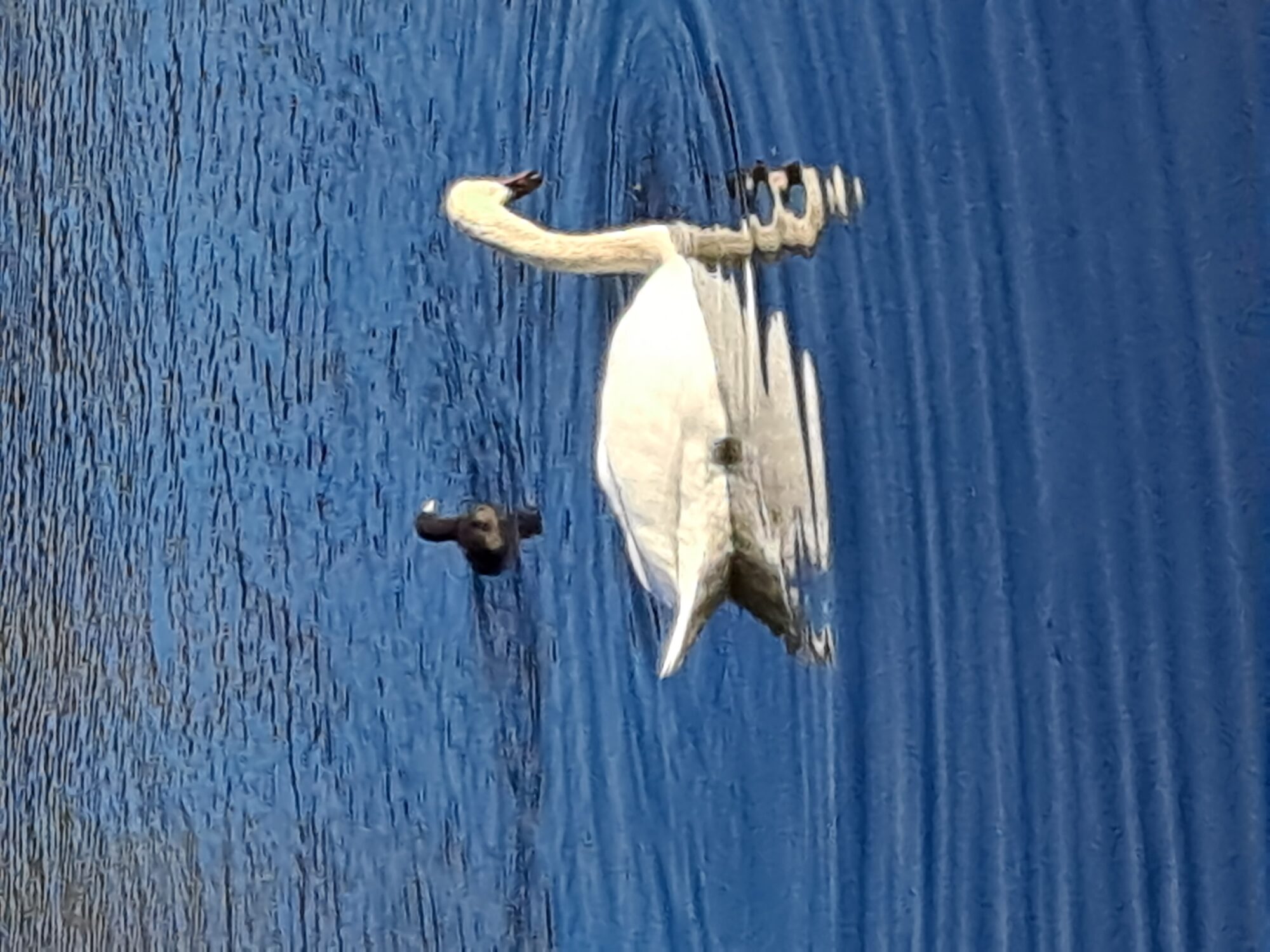 Valokuvaaja: Satu Suuntala