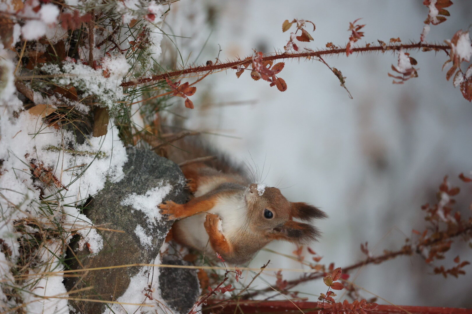 Valokuvaaja: Anne keskivinkka