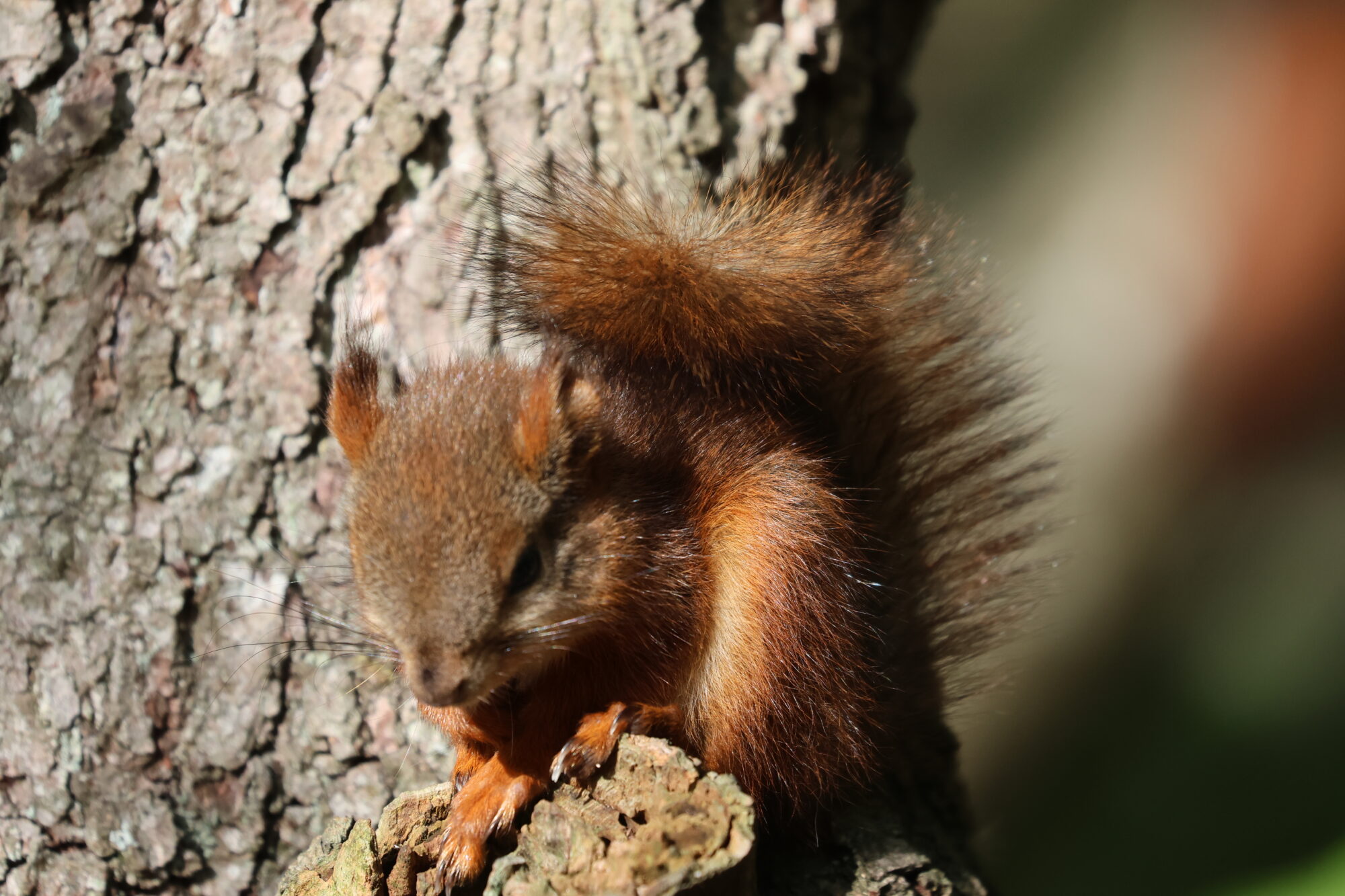 Valokuvaaja: Susanna hannula