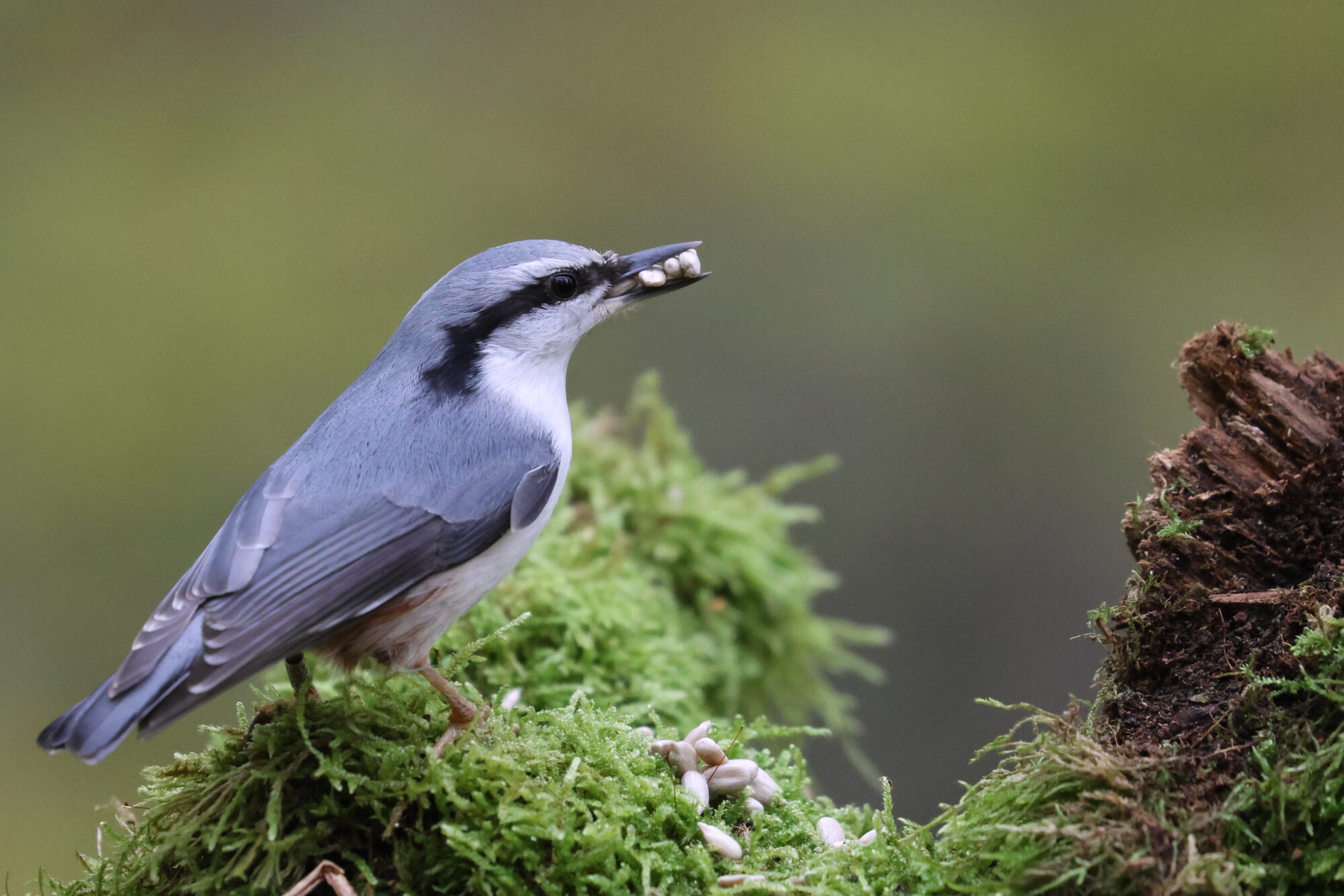 Valokuvaaja: Susanna Hannula