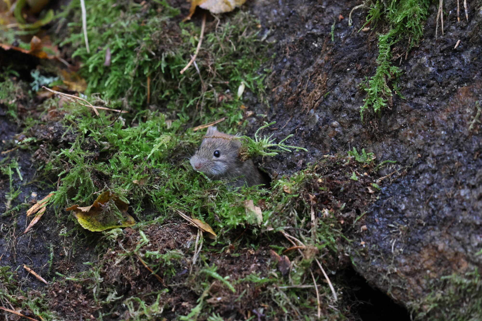 Valokuvaaja: Susanna Hannula