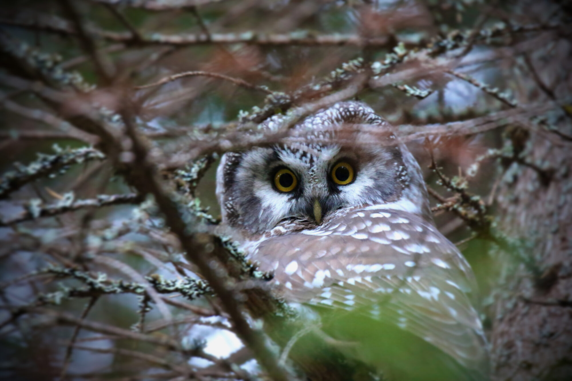Valokuvaaja: Mikko Siikavesi Valokuvaaja: Mikko Siikavesi