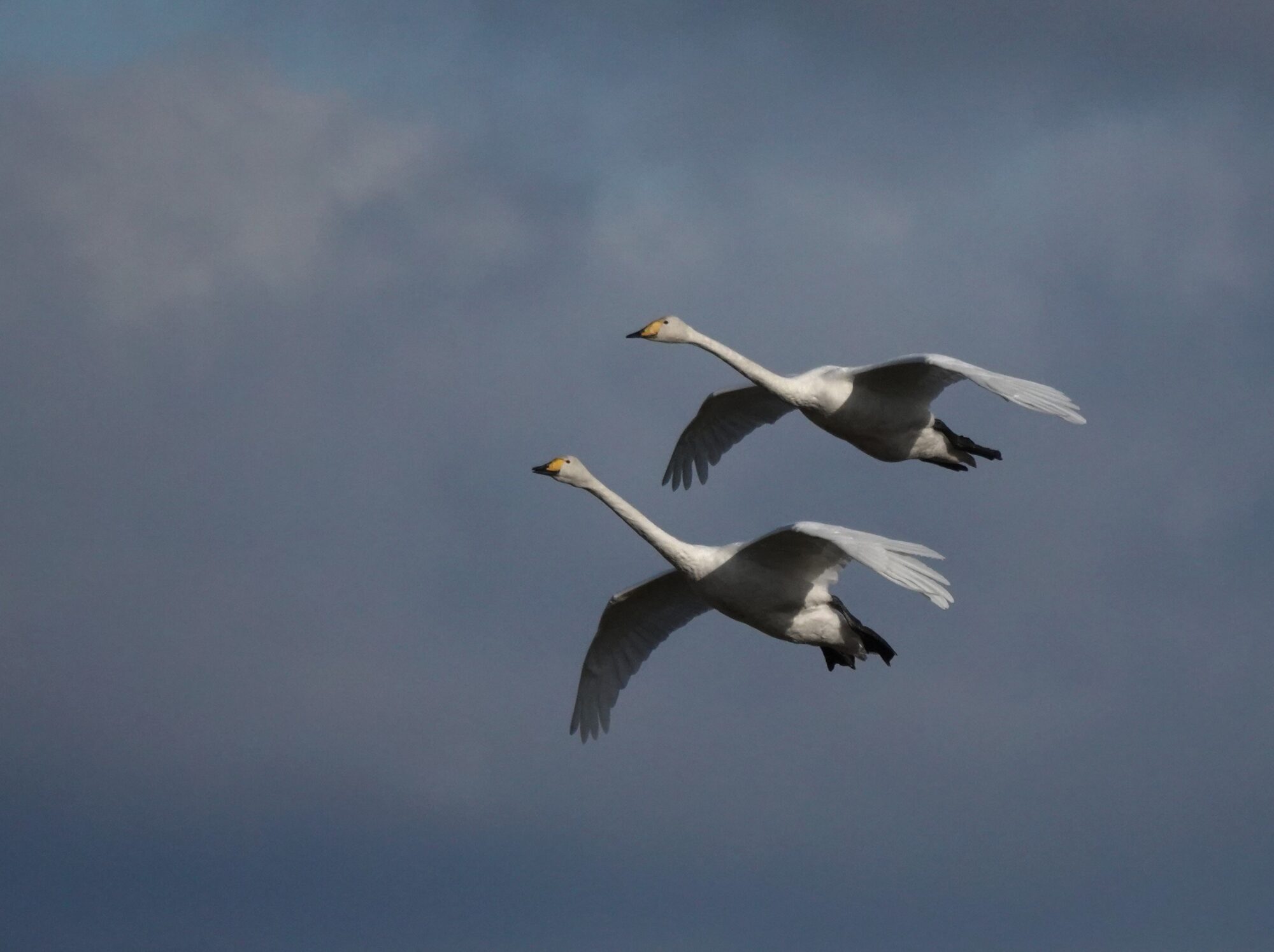 Valokuvaaja: Satu Välimaa Valokuvaaja: Satu Välimaa