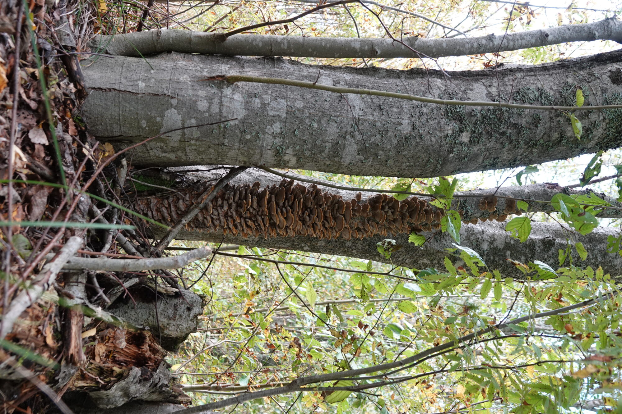Valokuvaaja: Jenna Pitkänen