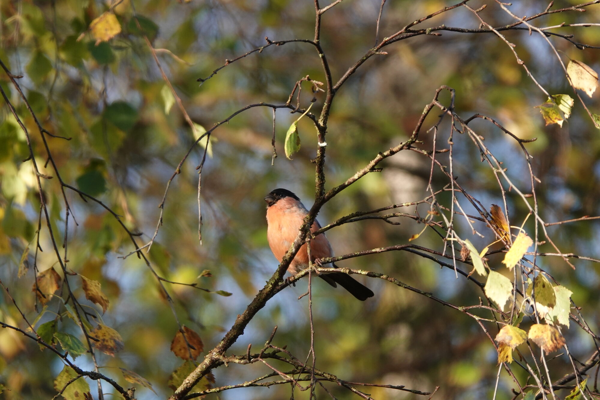 Valokuvaaja: Jenna Pitkänen