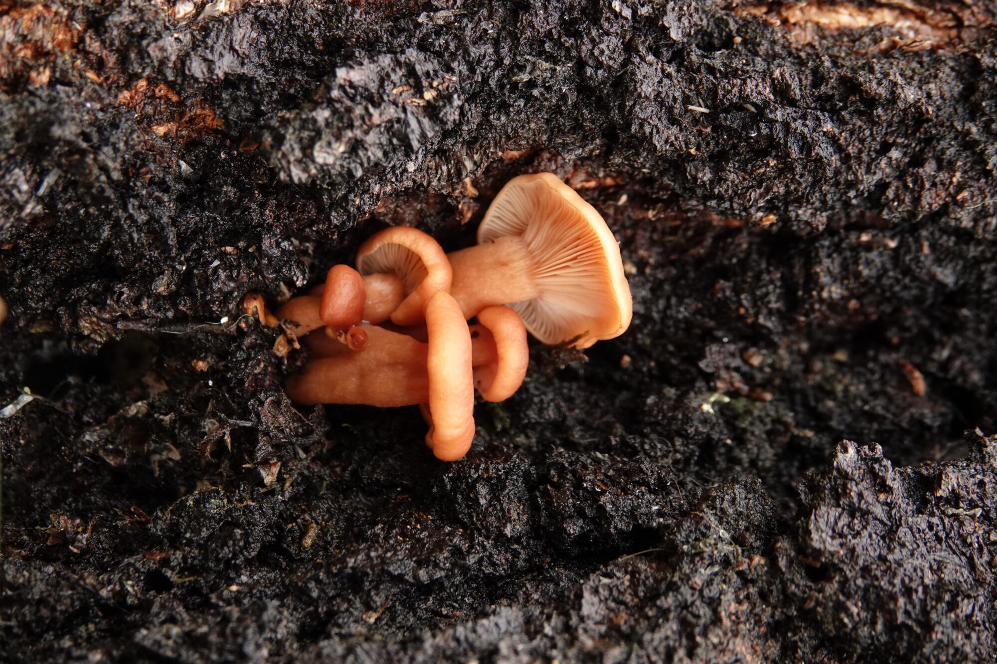 Valokuvaaja: Jenna Pitkänen