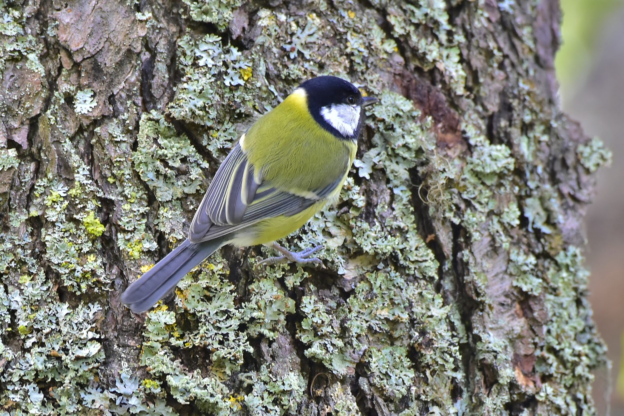 Valokuvaaja: Markku Pelkonen