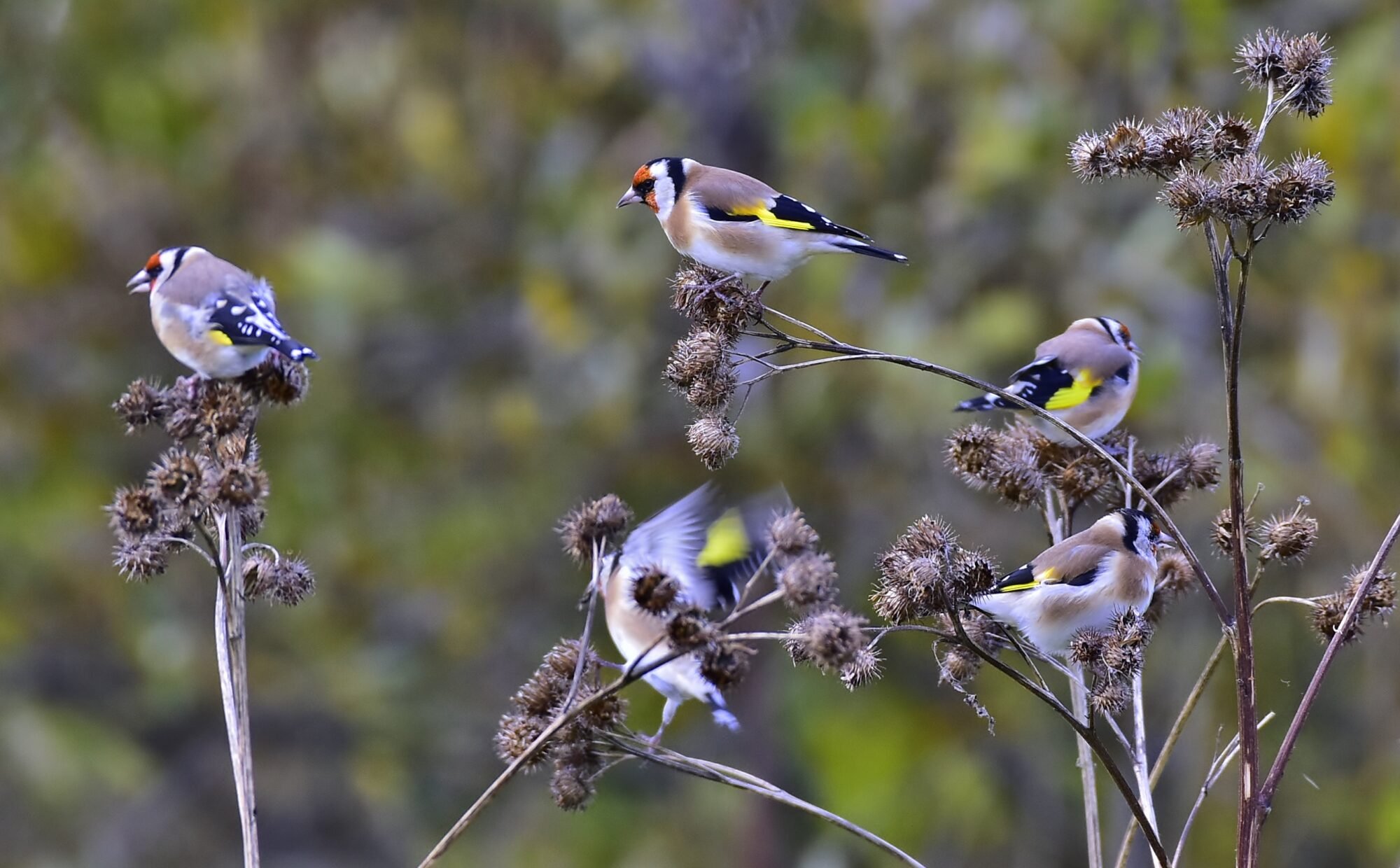 Valokuvaaja: Markku Pelkonen