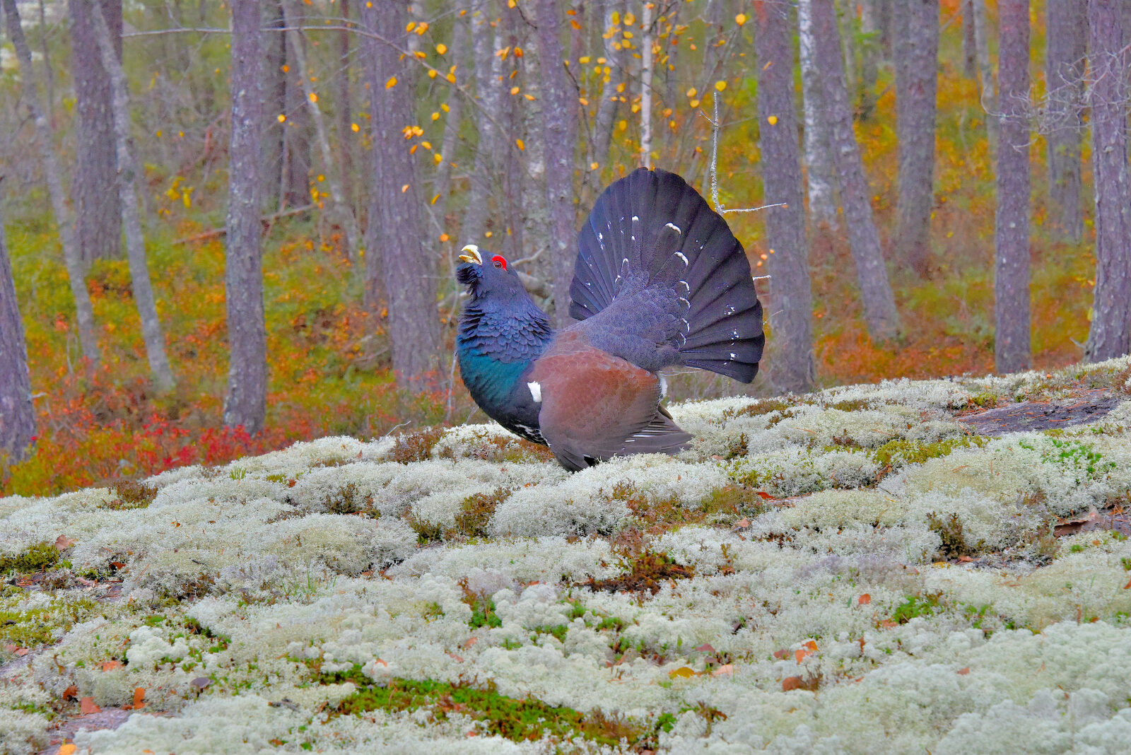 Valokuvaaja: Reijo Juurinen