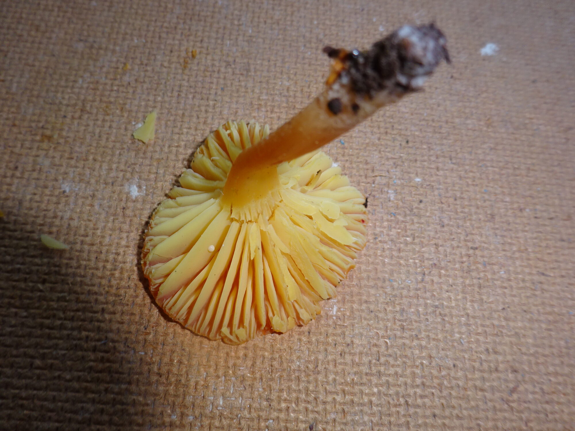 Valokuvaaja: Leena Naski Valokuvaaja: Leena Naski