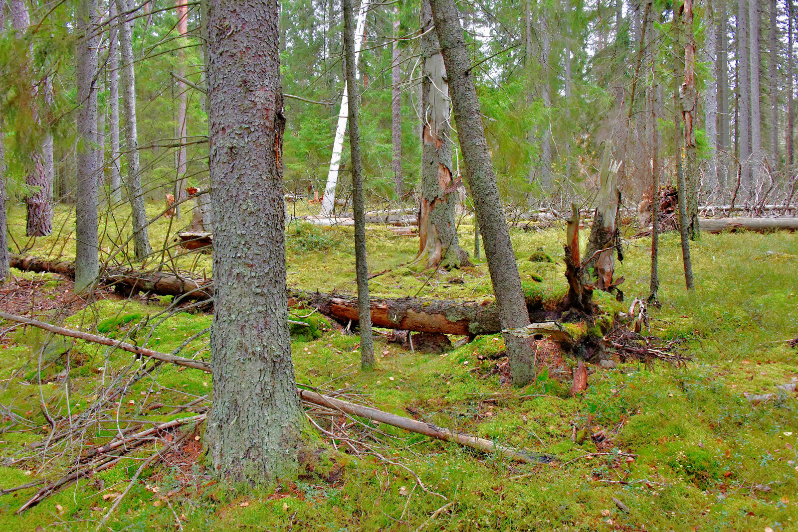 Valokuvaaja: Reijo Juurinen