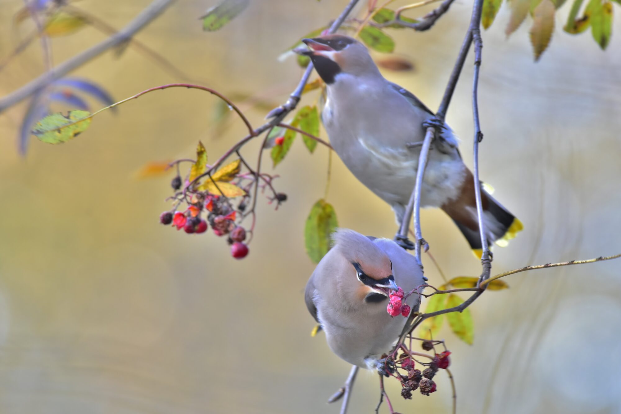 Valokuvaaja: Markku Pelkonen