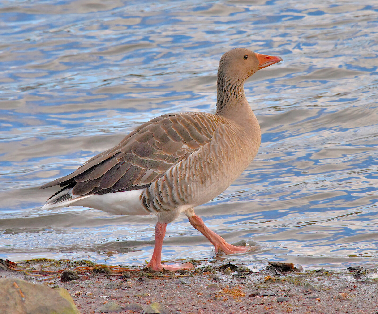 Valokuvaaja: Reijo Juurinen