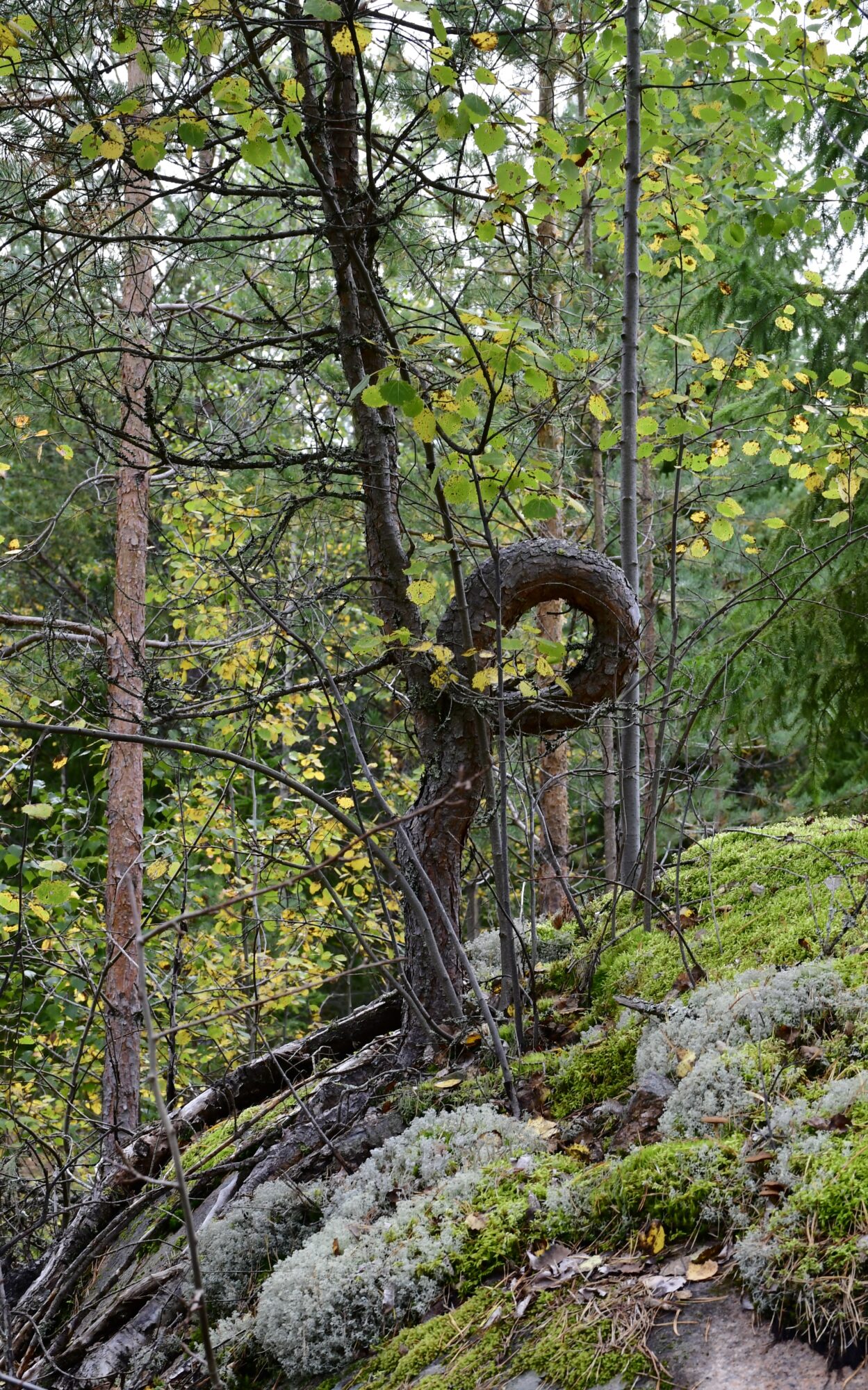 Valokuvaaja: Maarit Siitonen
