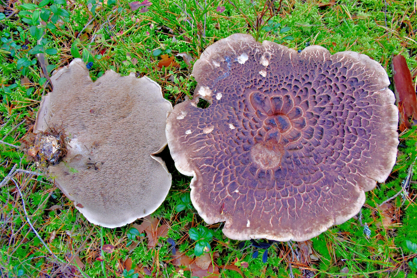 Valokuvaaja: Reijo Juurinen