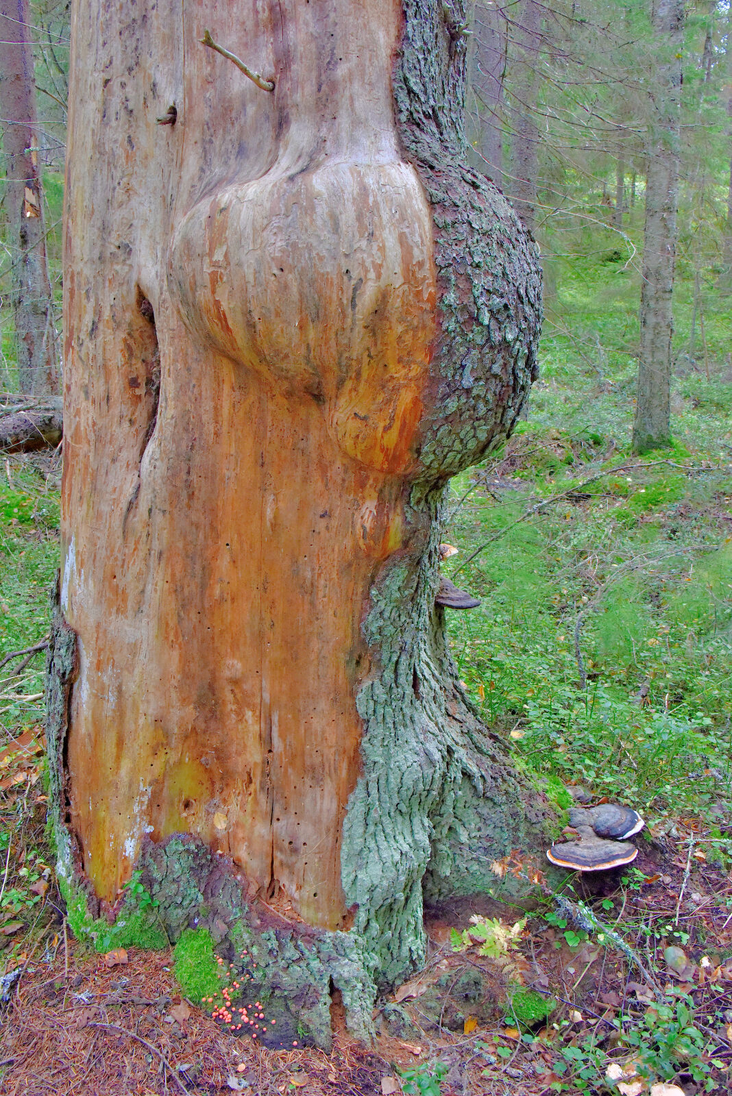 Valokuvaaja: Reijo Juurinen