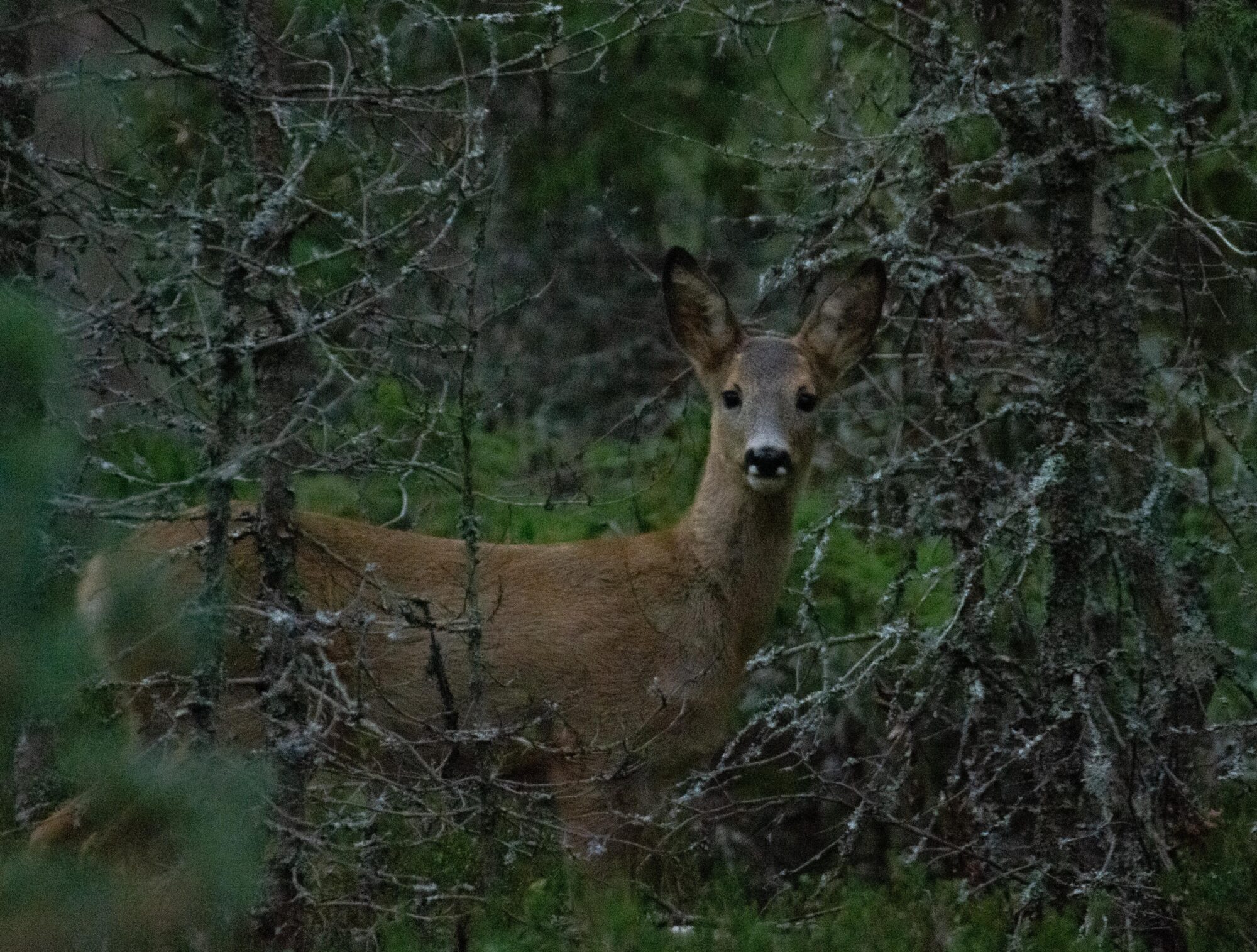 Valokuvaaja: Tuula Komsi Valokuvaaja: Tuula Komsi