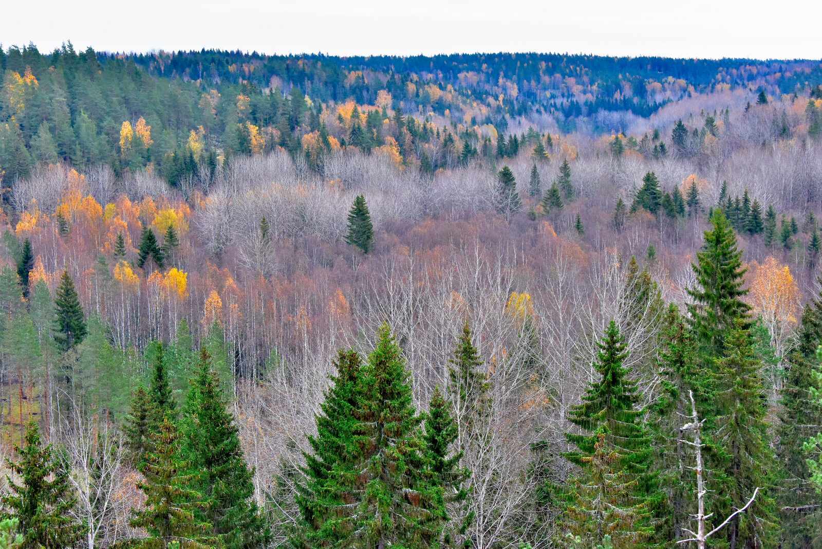 Valokuvaaja: Reijo Juurinen Valokuvaaja: Reijo Juurinen