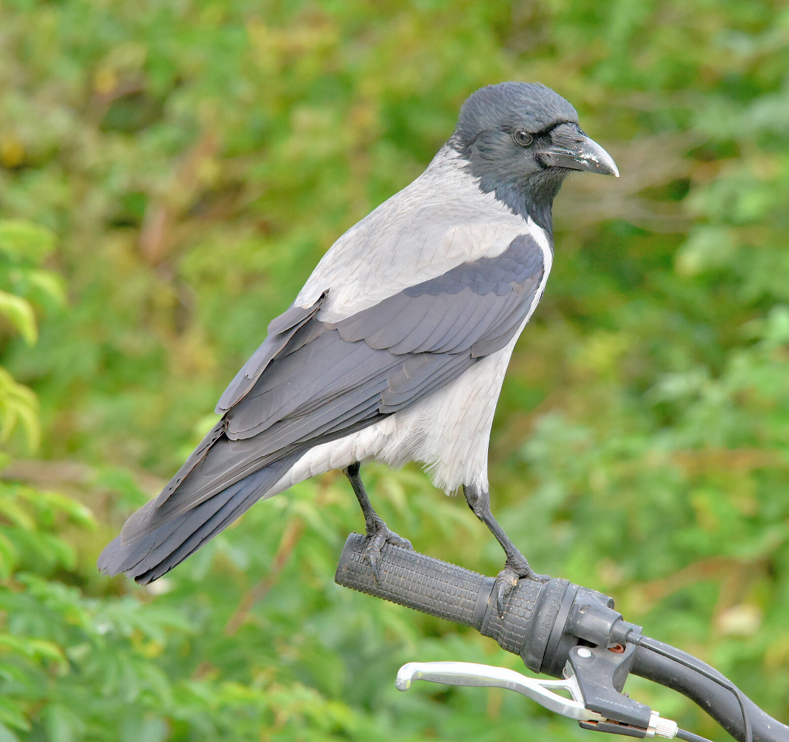 Valokuvaaja: Reijo Juurinen