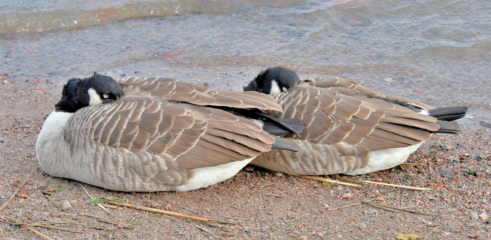 Valokuvaaja: Reijo Juurinen Valokuvaaja: Reijo Juurinen