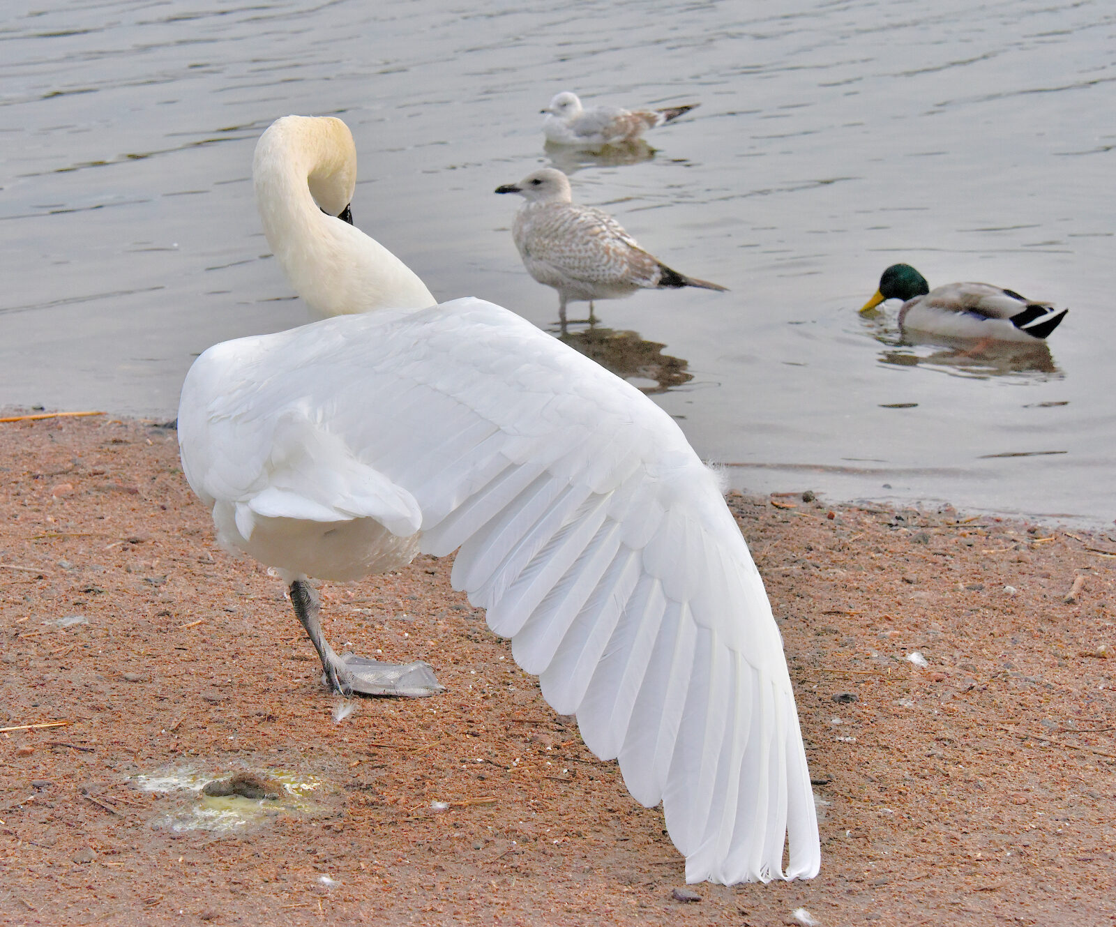 Valokuvaaja: Reijo Juurinen