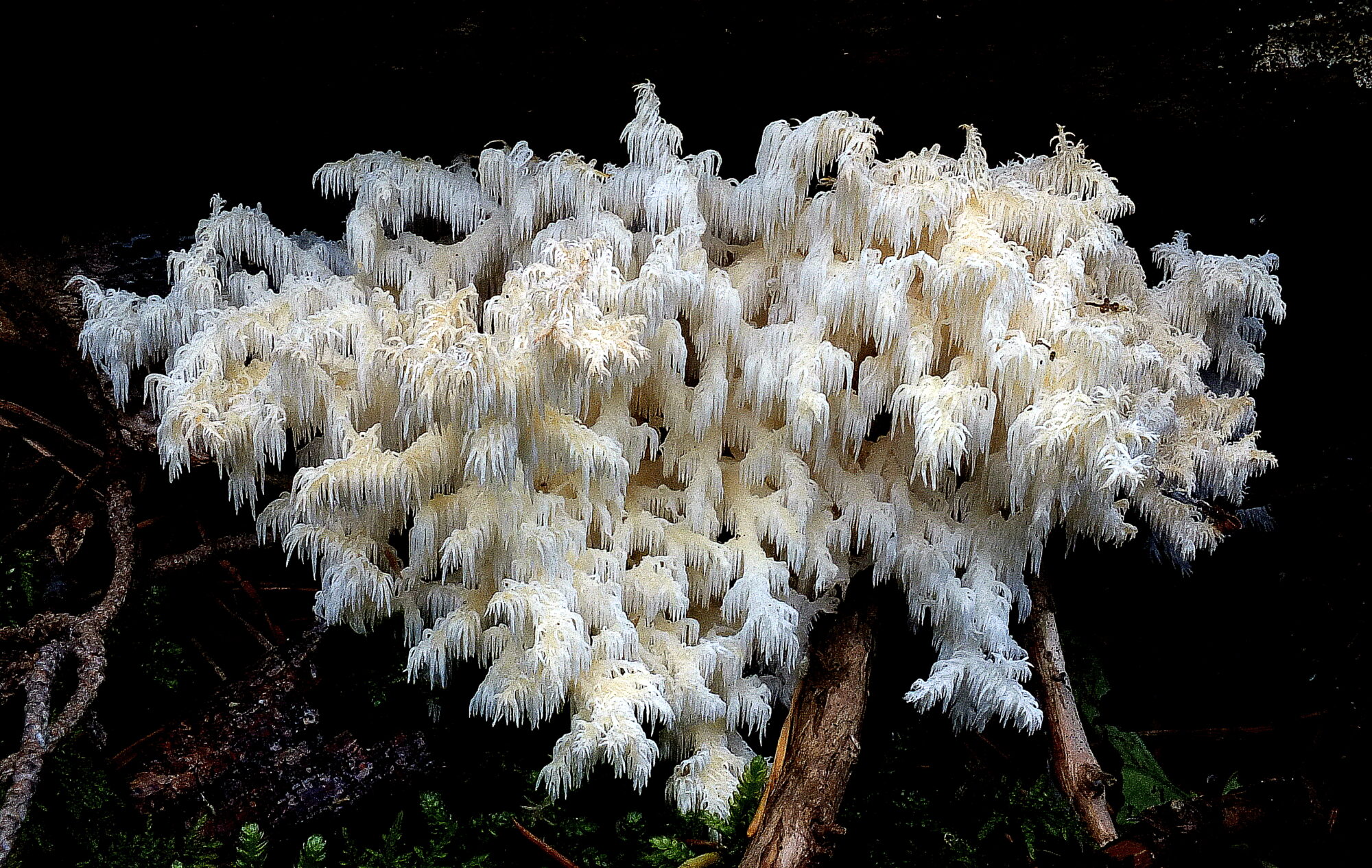 Valokuvaaja: Hannu Rasiranta