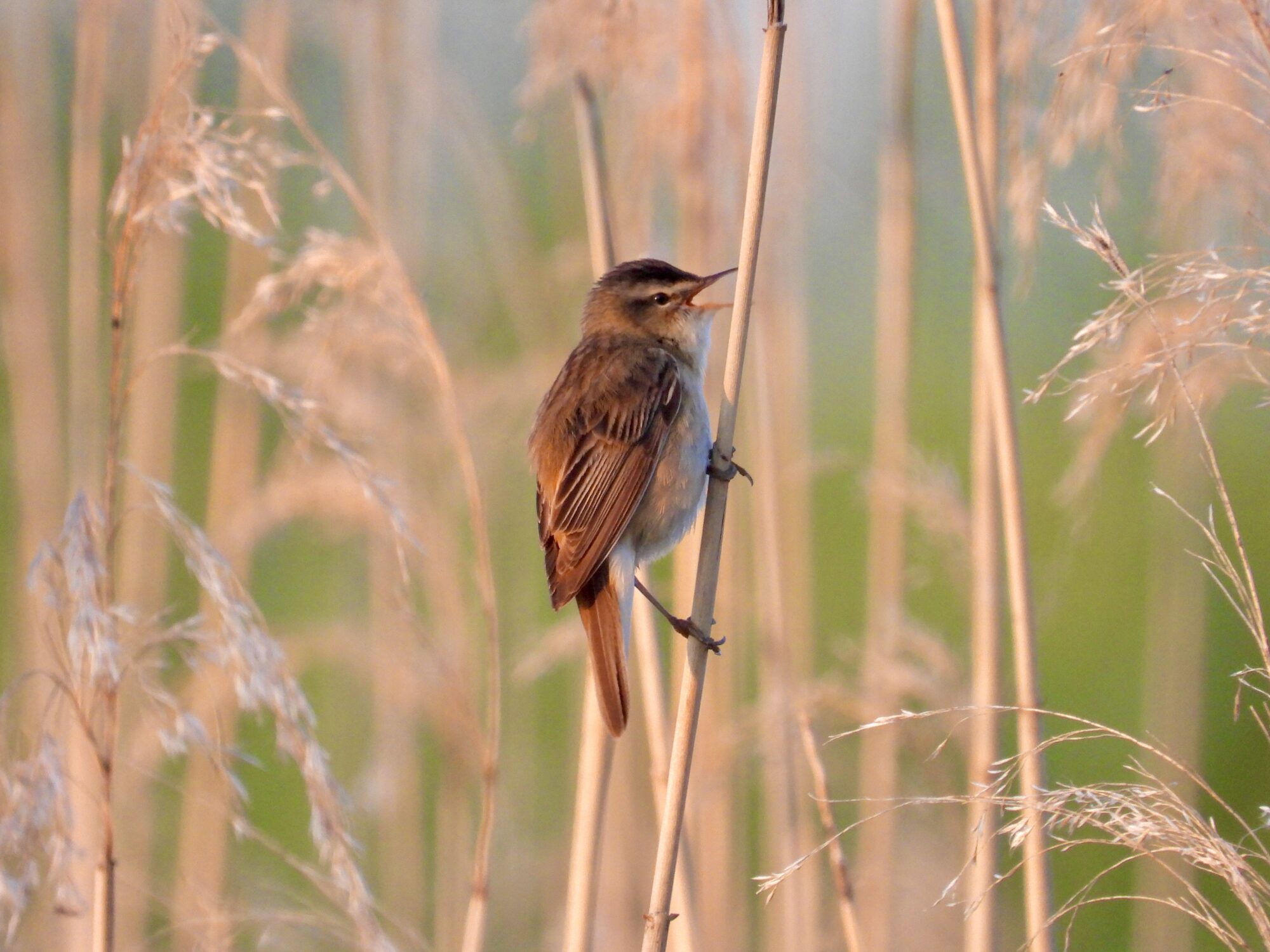 Valokuvaaja: Juhani Peltonen