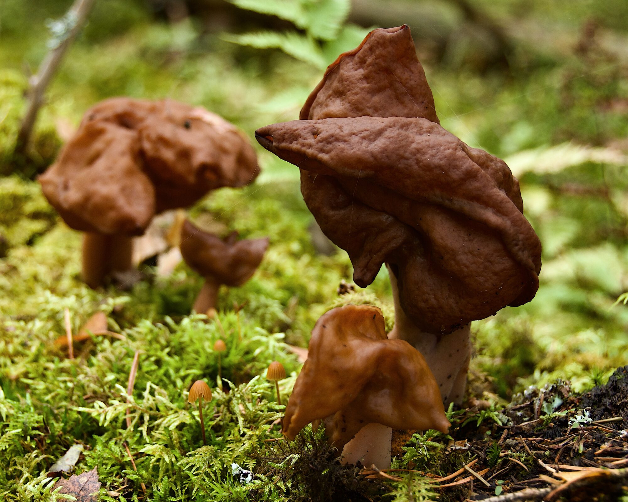 Valokuvaaja: Lasse Rokka