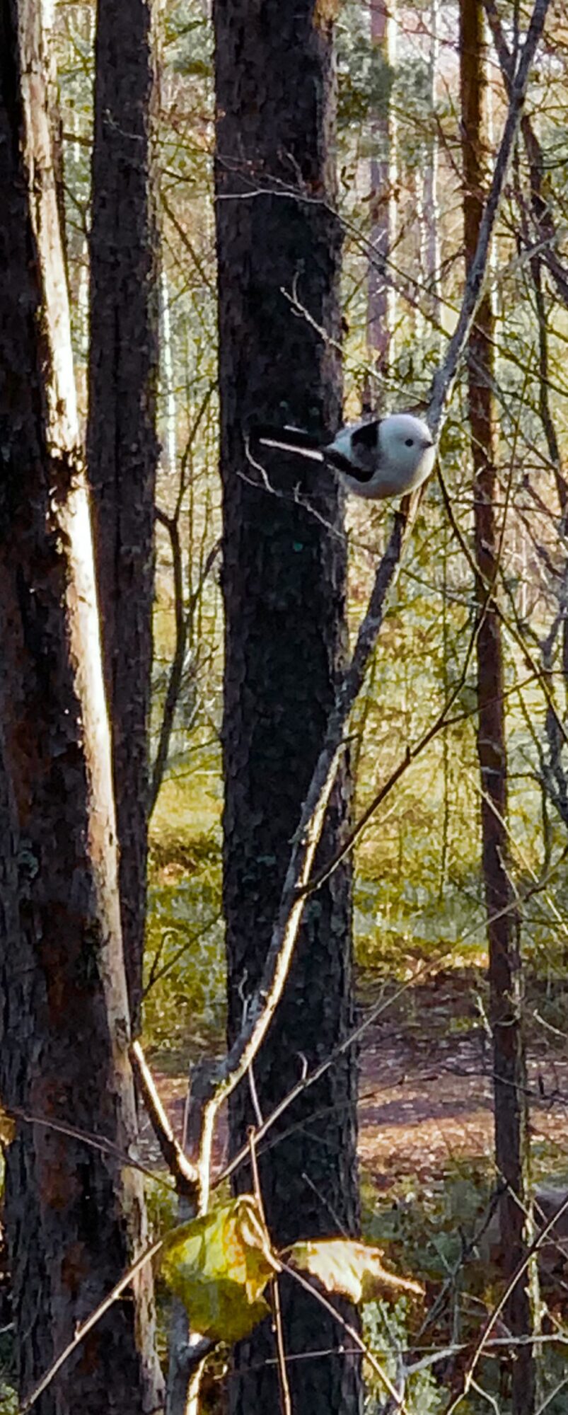 Valokuvaaja: Katri Verronen