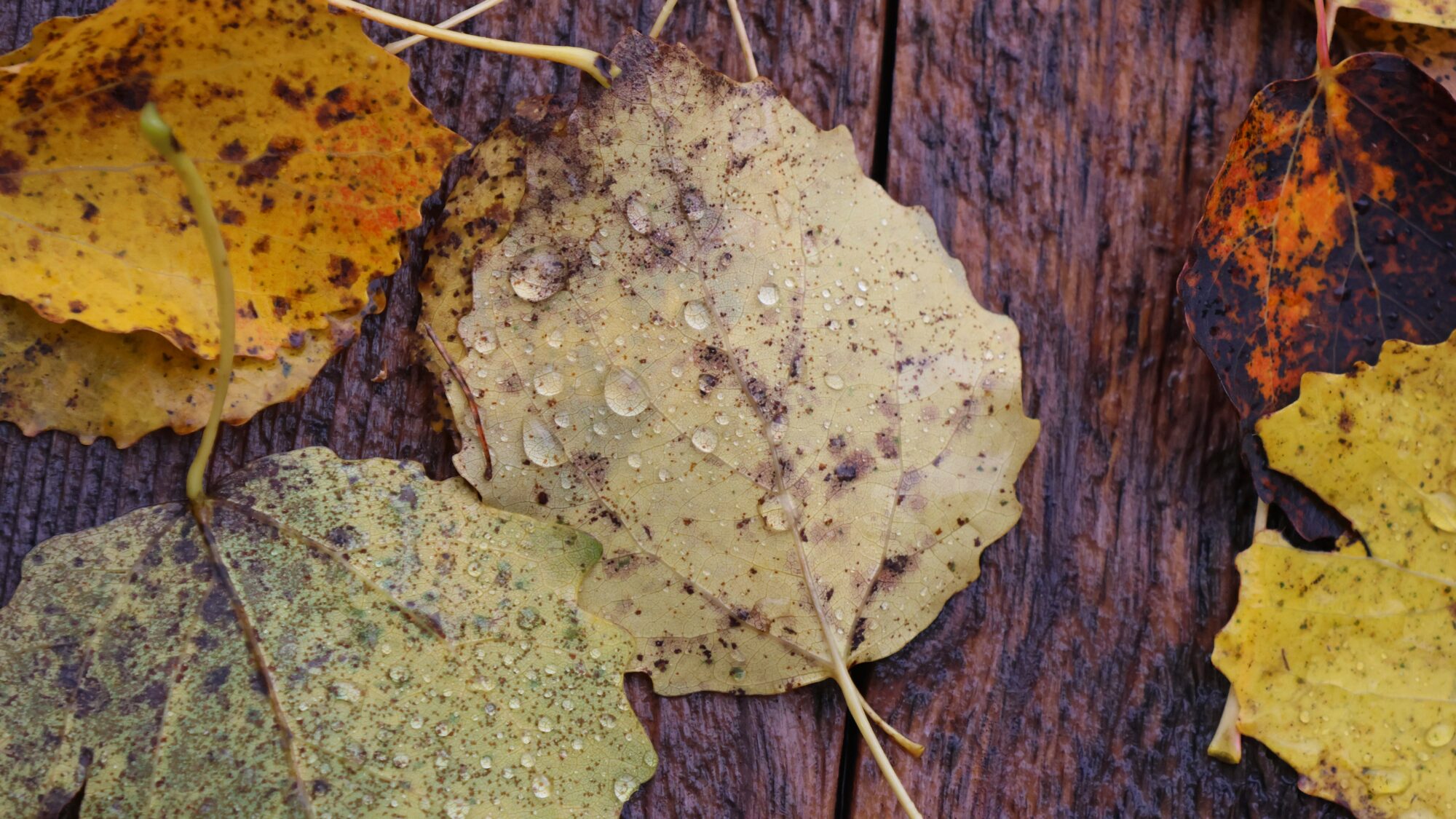 Valokuvaaja: SINIKKA KUJALA