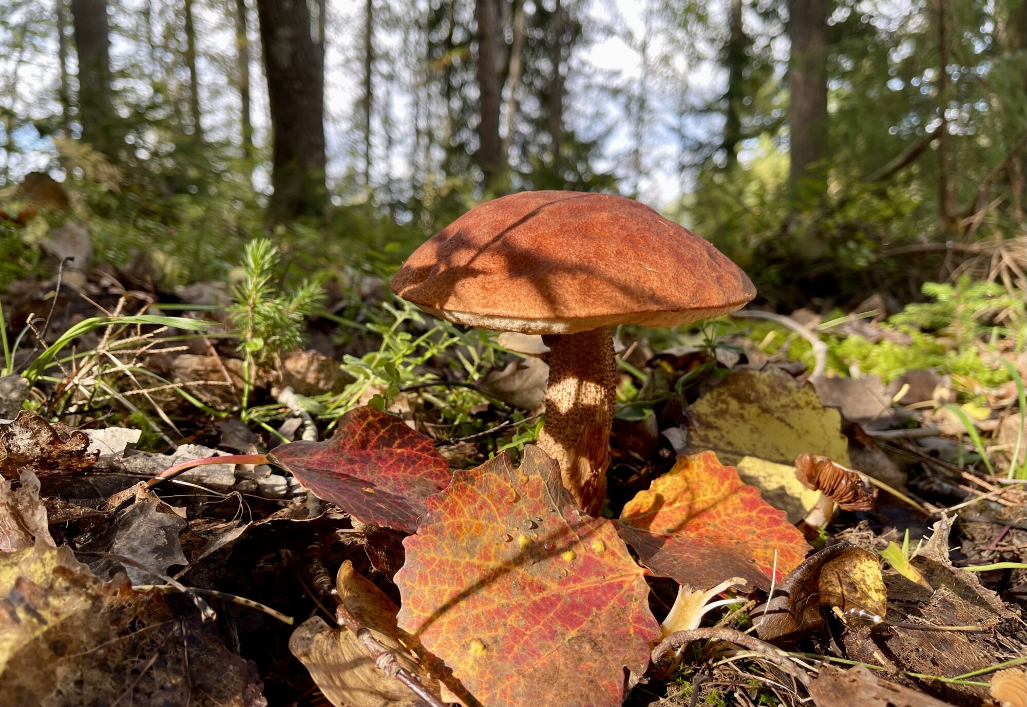 Valokuvaaja: Liisa Niiva-Korpela