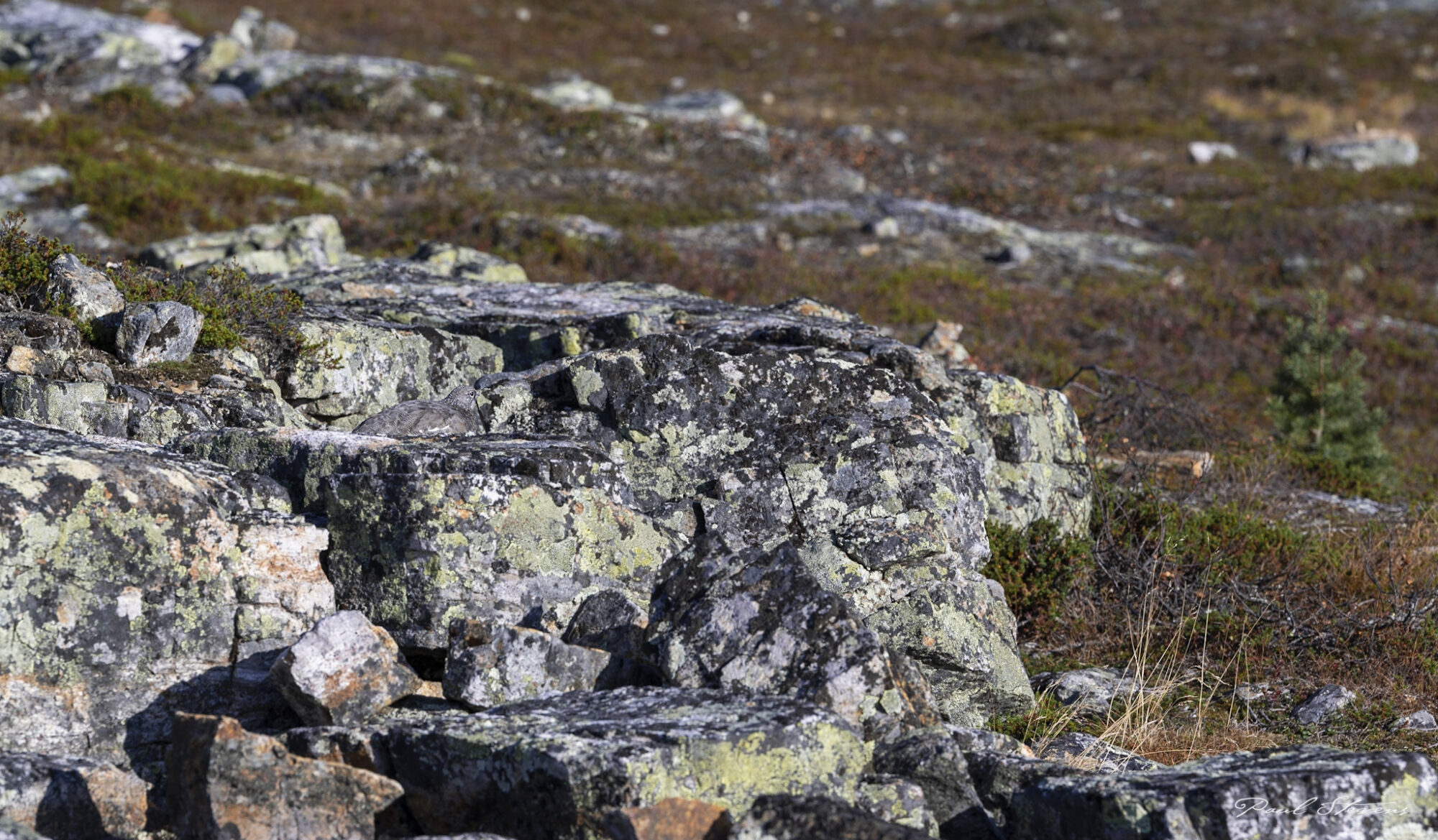 Valokuvaaja: Paul Stevens