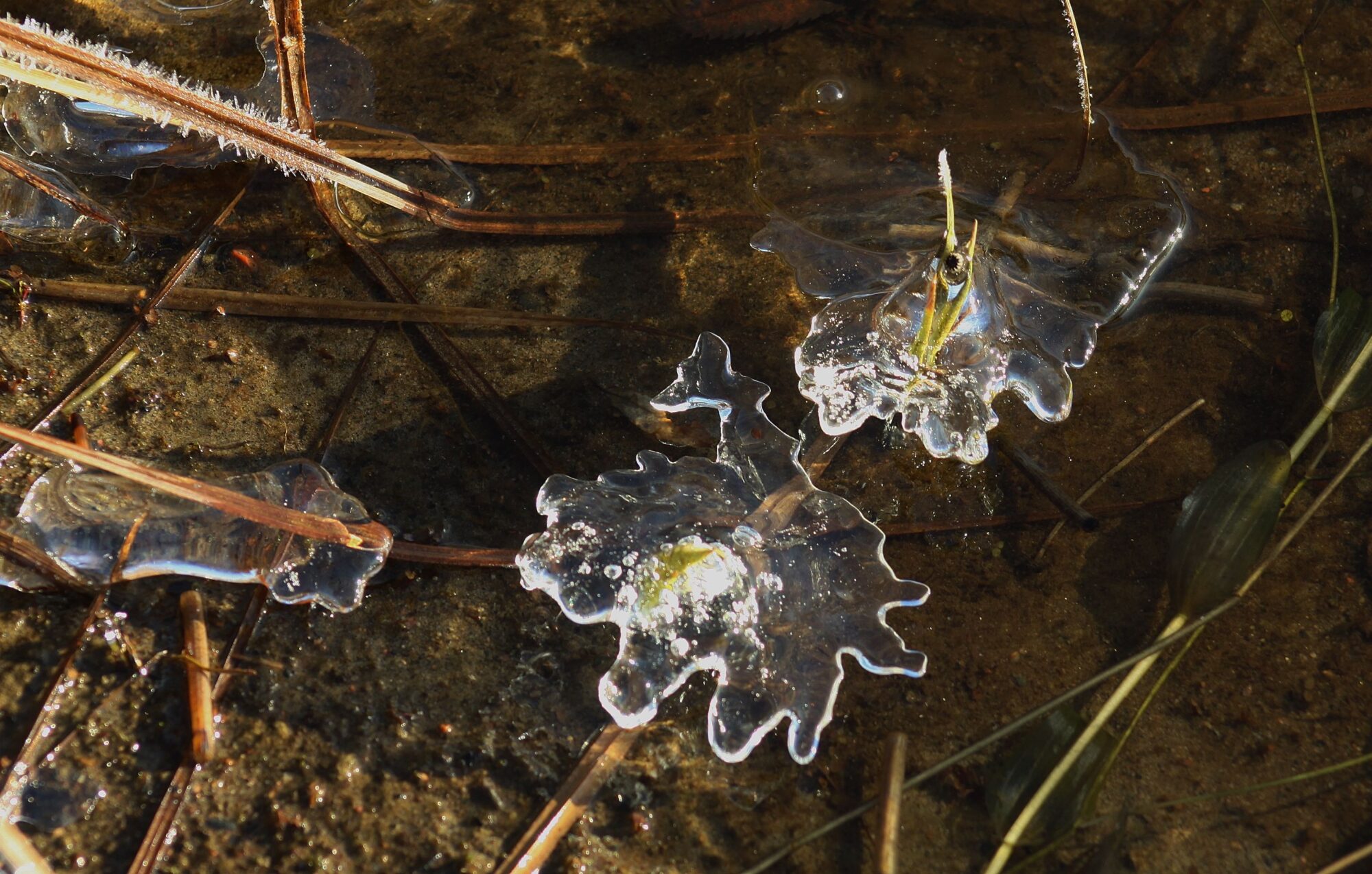 Valokuvaaja: Pirkko Siukonen