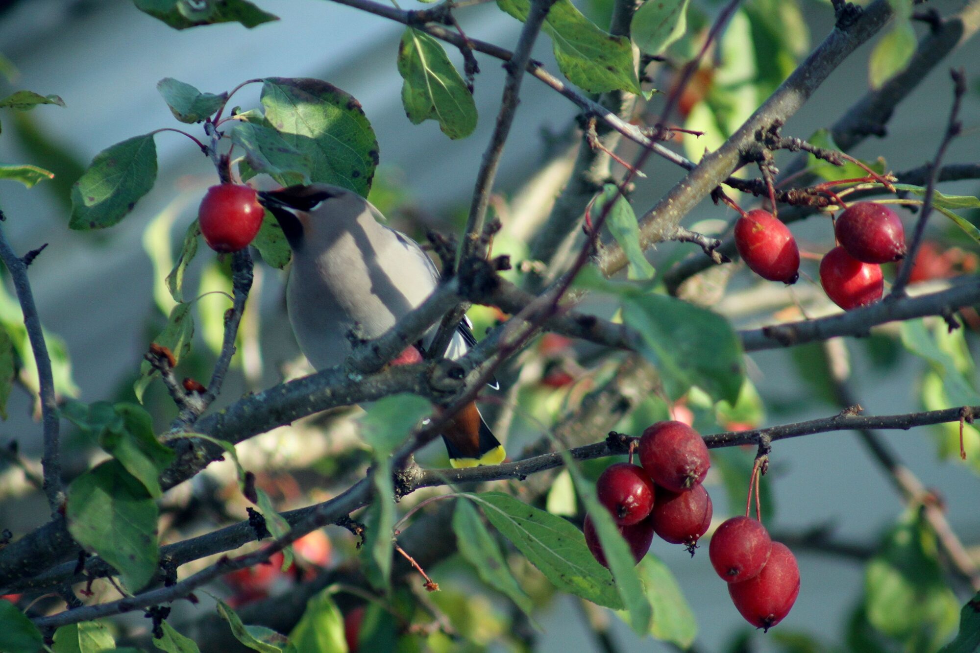 Valokuvaaja: Pirkko Siukonen