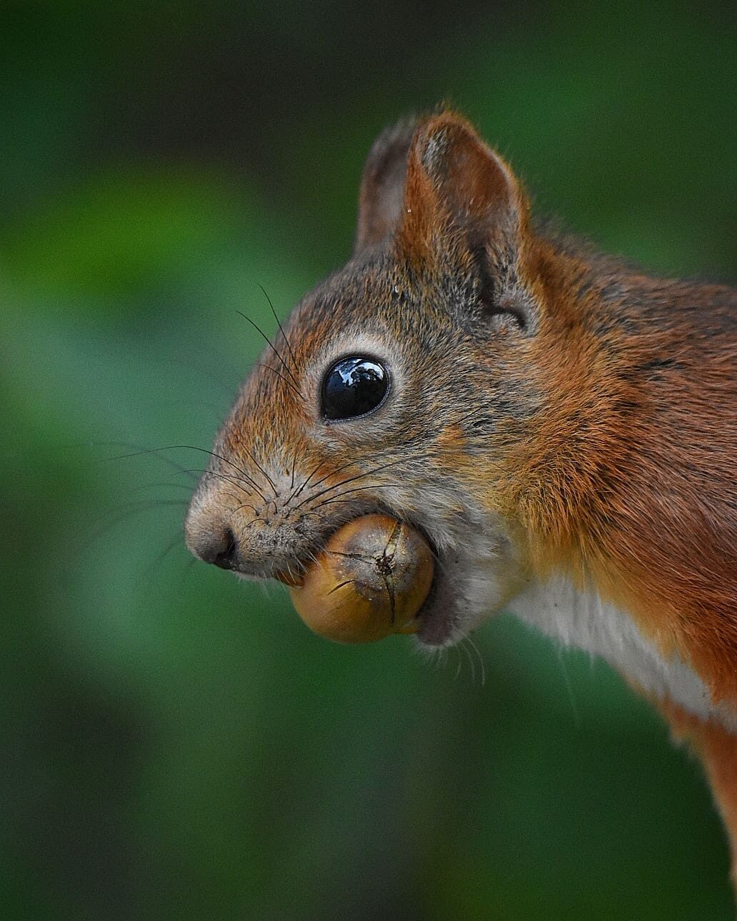 Valokuvaaja: Olli Inkinen / @eraopa_s_wildlife_photography